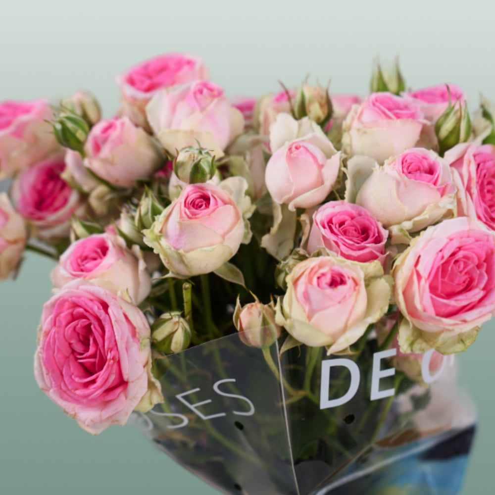 Spray Rose Mimi Eden
