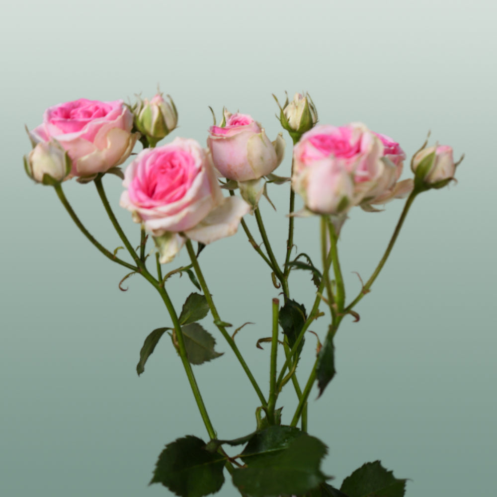 Spray Rose Mimi Eden