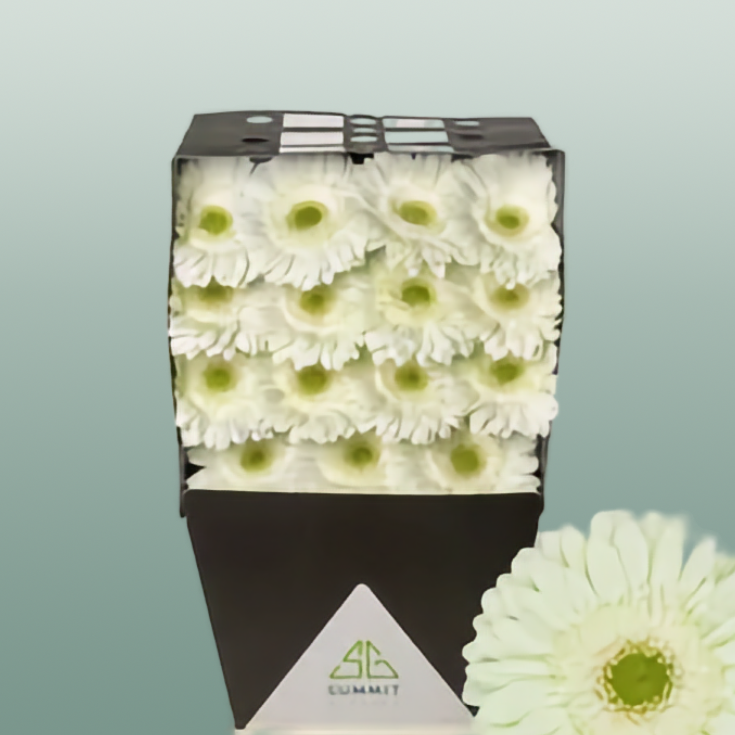 Gerbera Mint