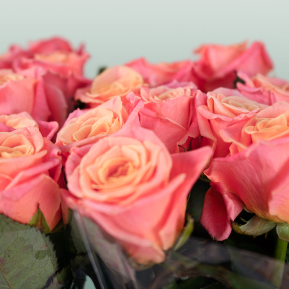 Rose Miss Piggy