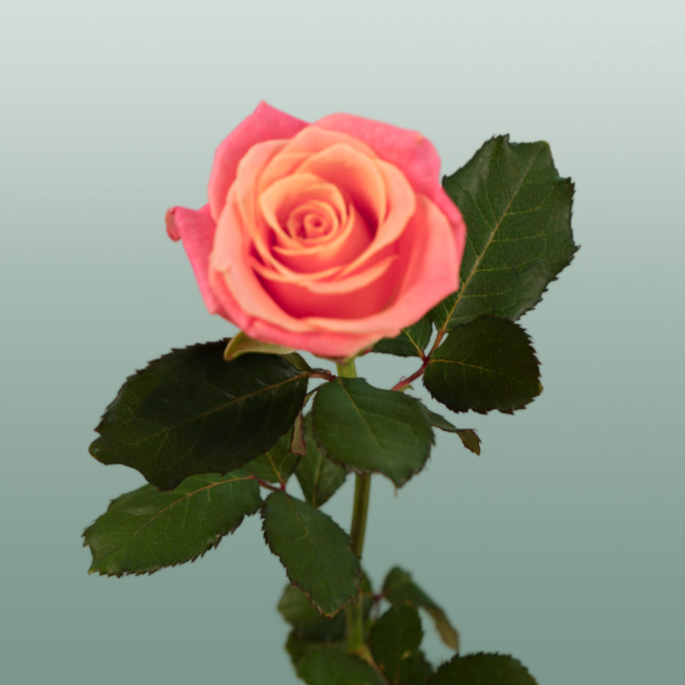 Rose Miss Piggy