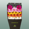 Germini Mixed (20 Stems)