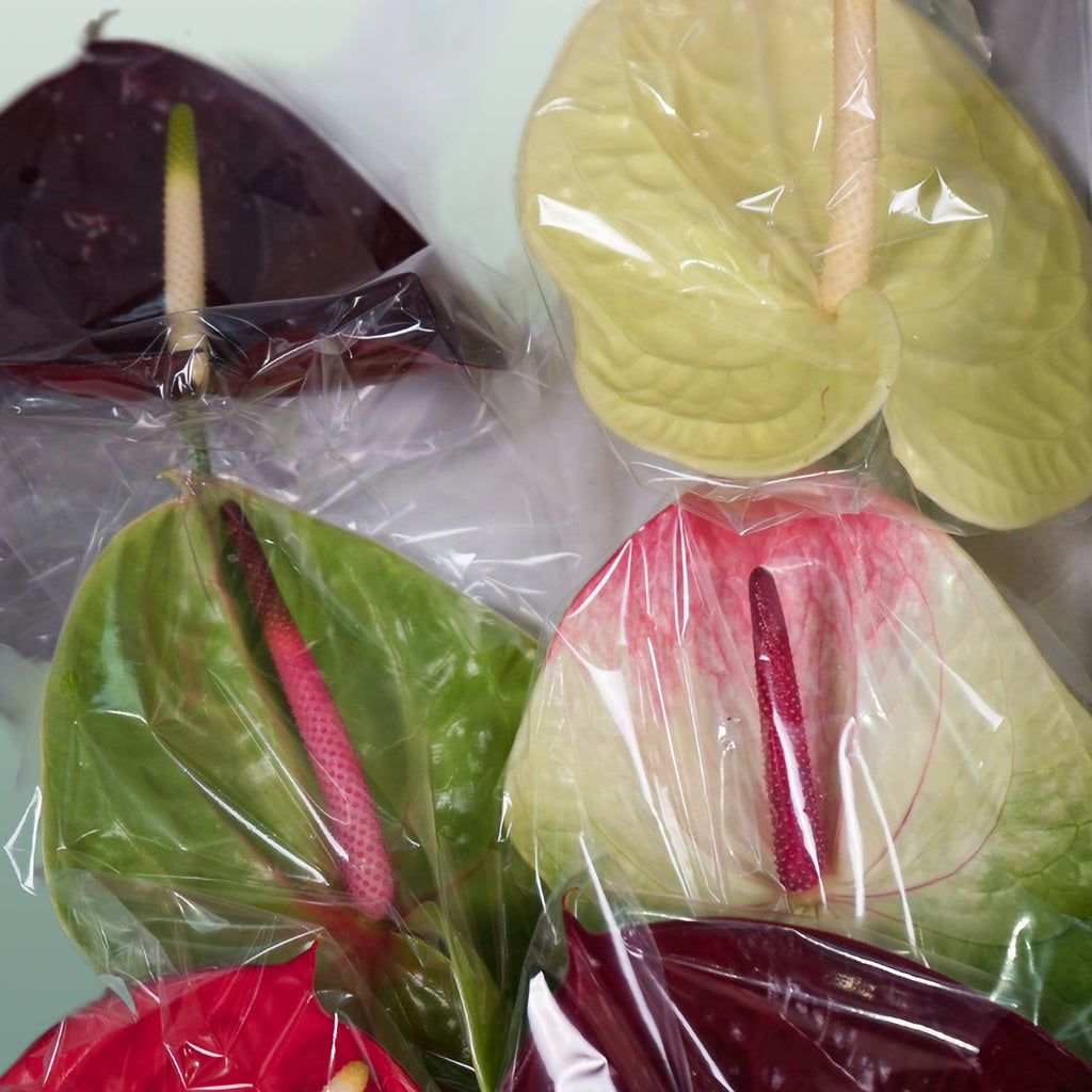 Anthurium Mix
