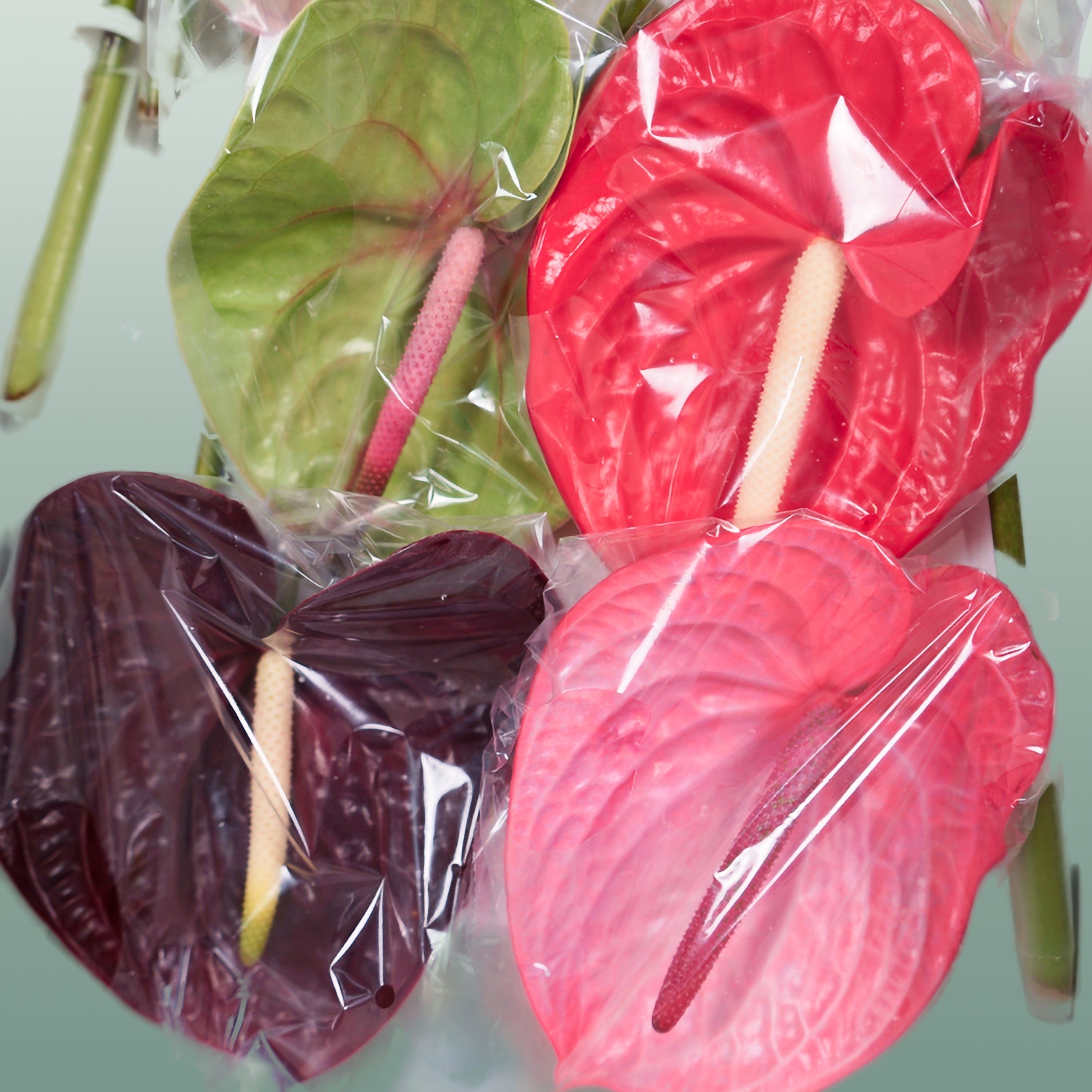 Anthurium Mix