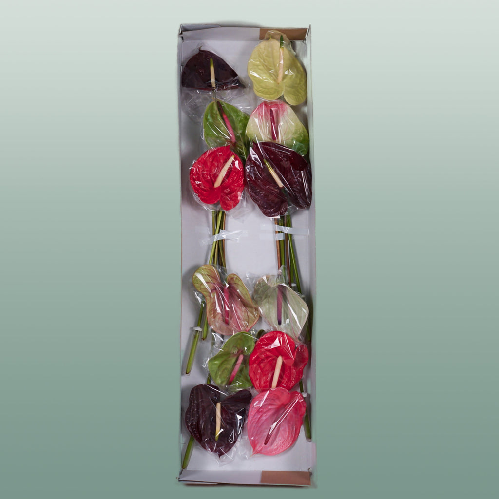 Anthurium Mix