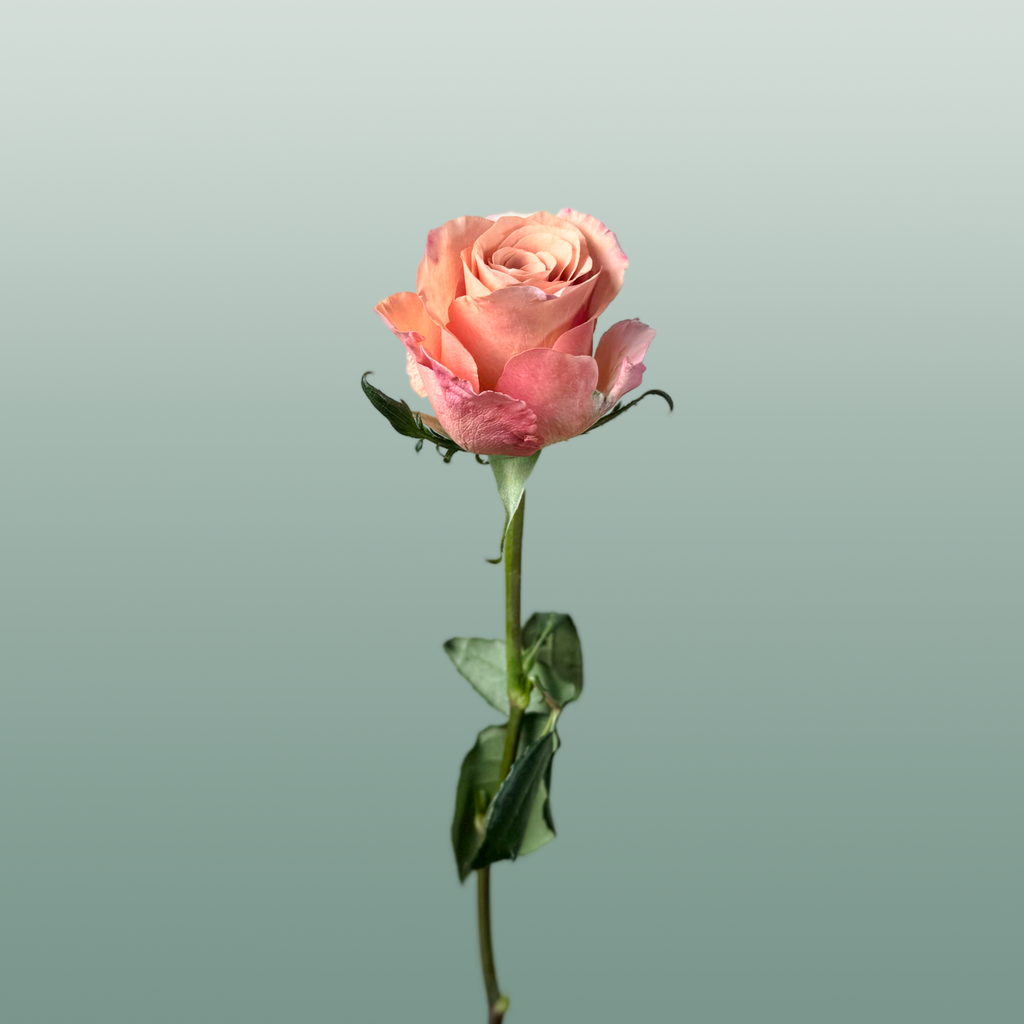 Rose Moccachino