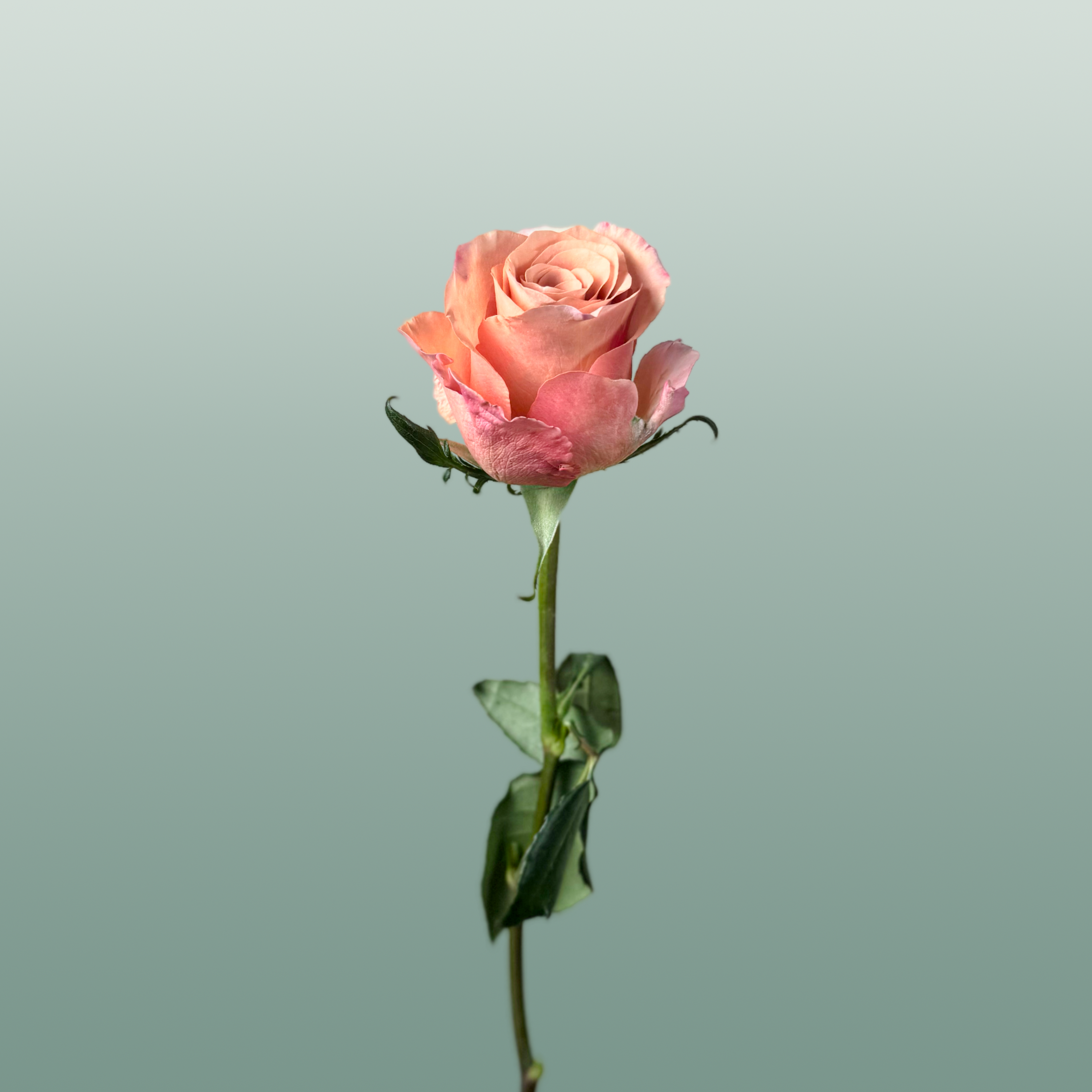 Rose Moccachino