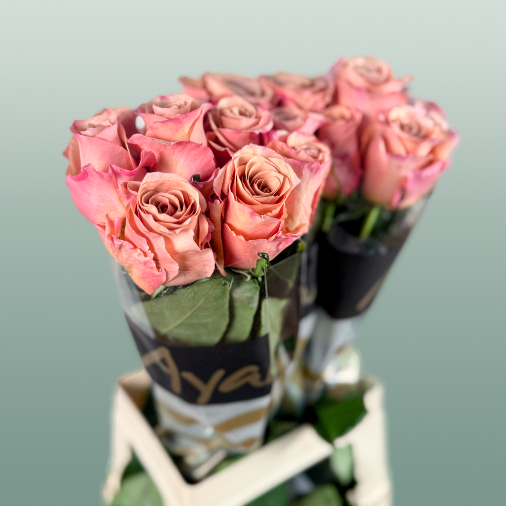 Rose Moccachino