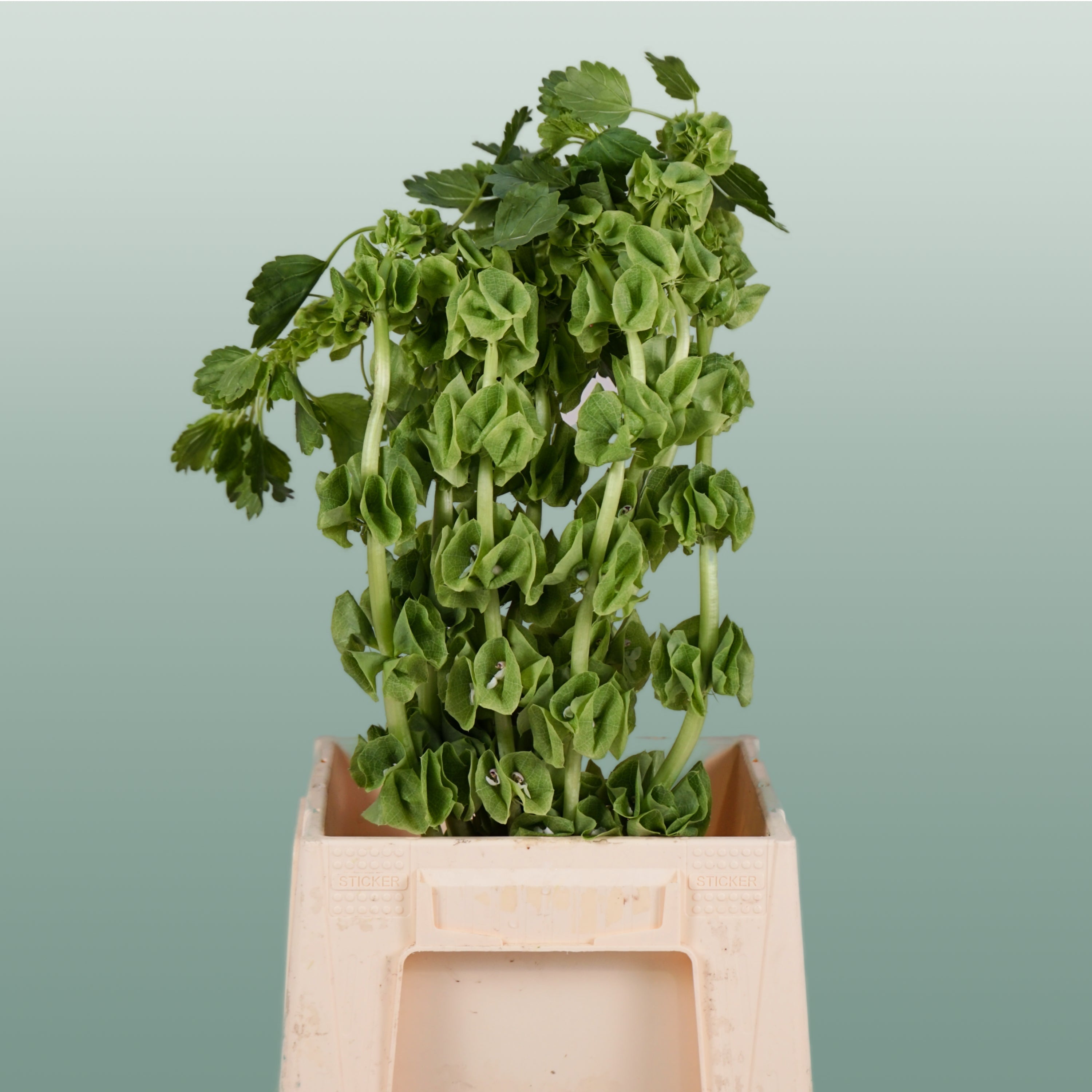 Moluccella Laevis (10 Stems)