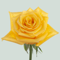 Rose Momentum
