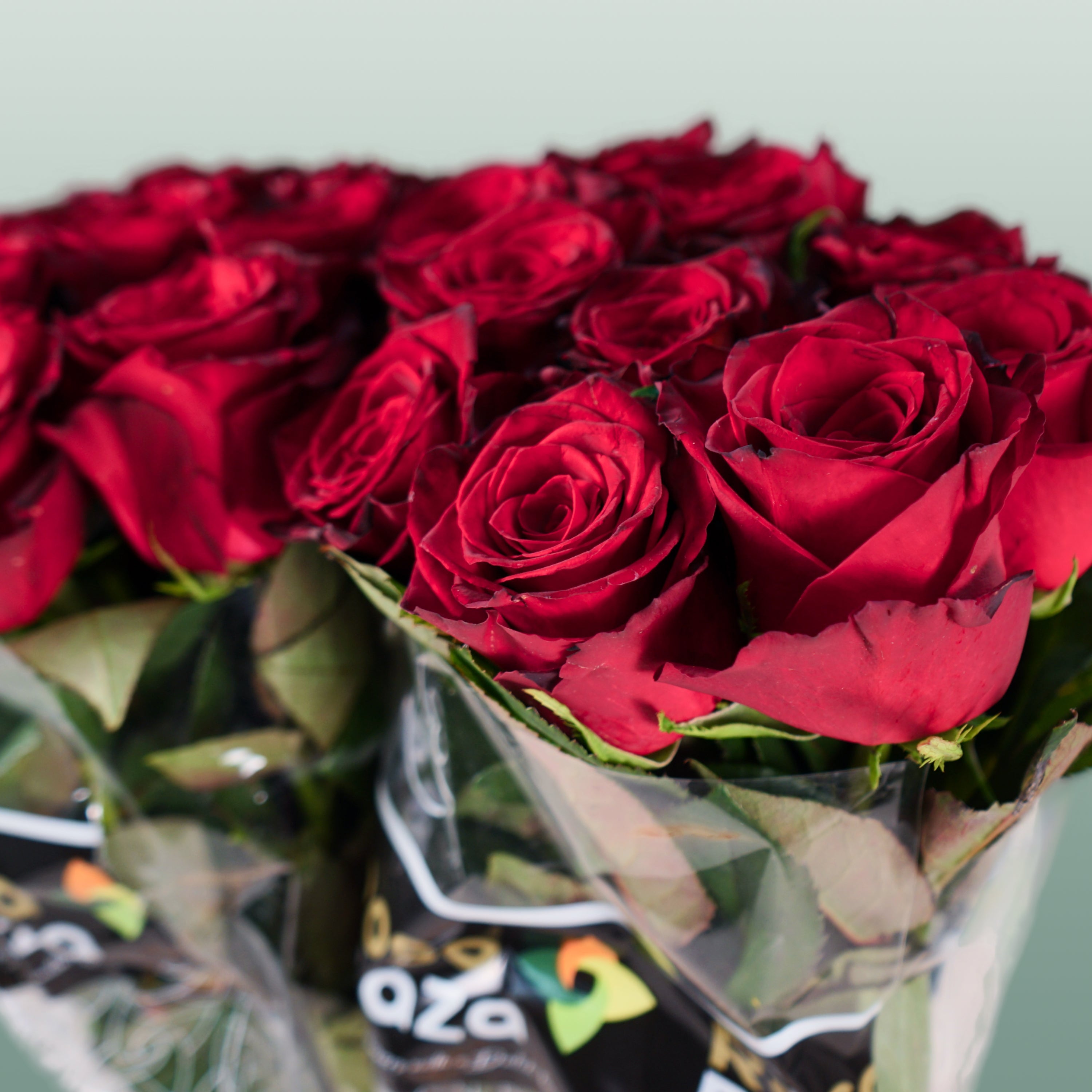 Rose Monte Carlo