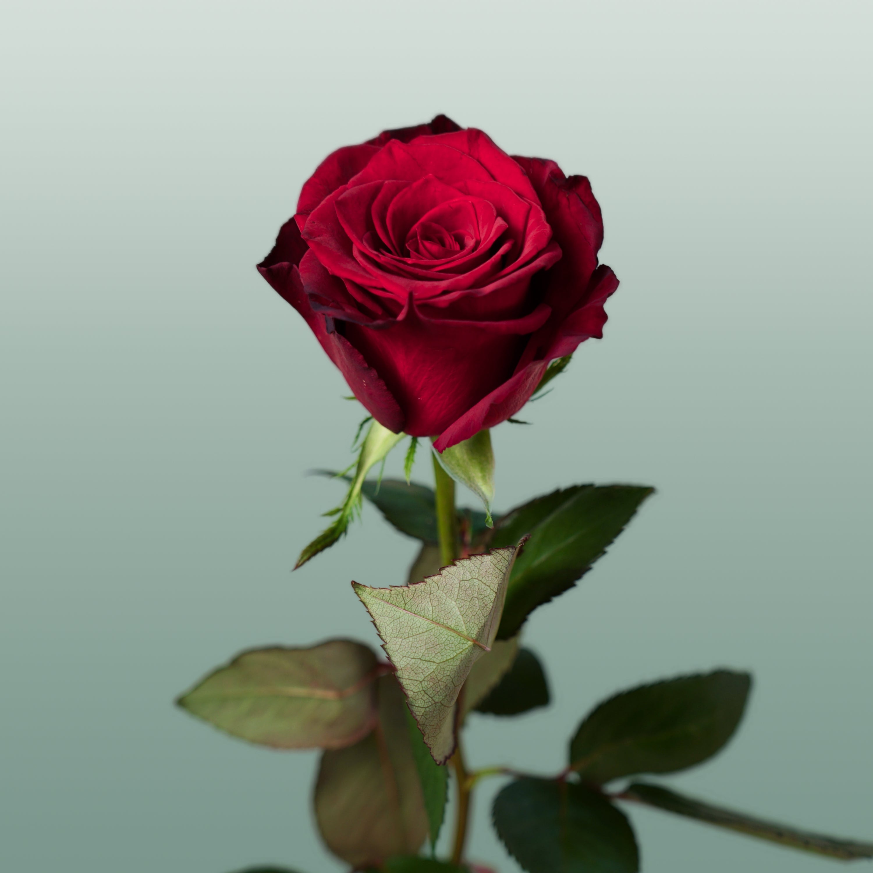 Rose Monte Carlo