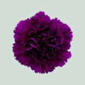 Carnation Standard Moontea (20 Stems)