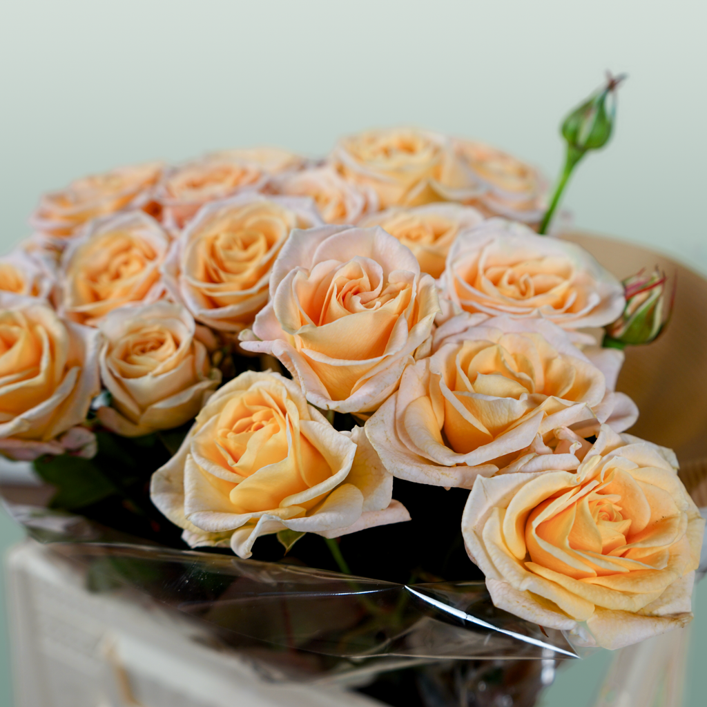 Spray Rose Morning Star