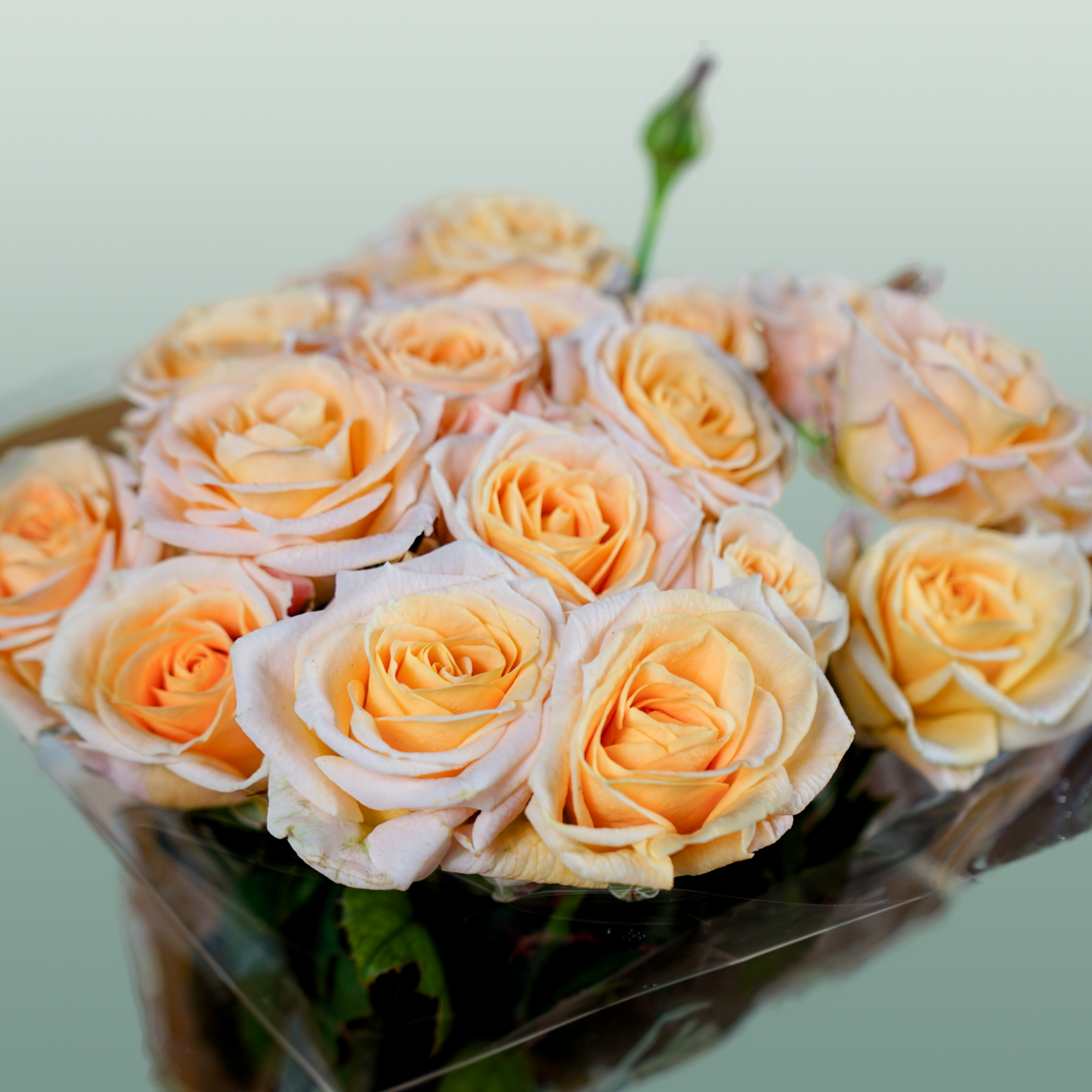 Spray Rose Morning Star