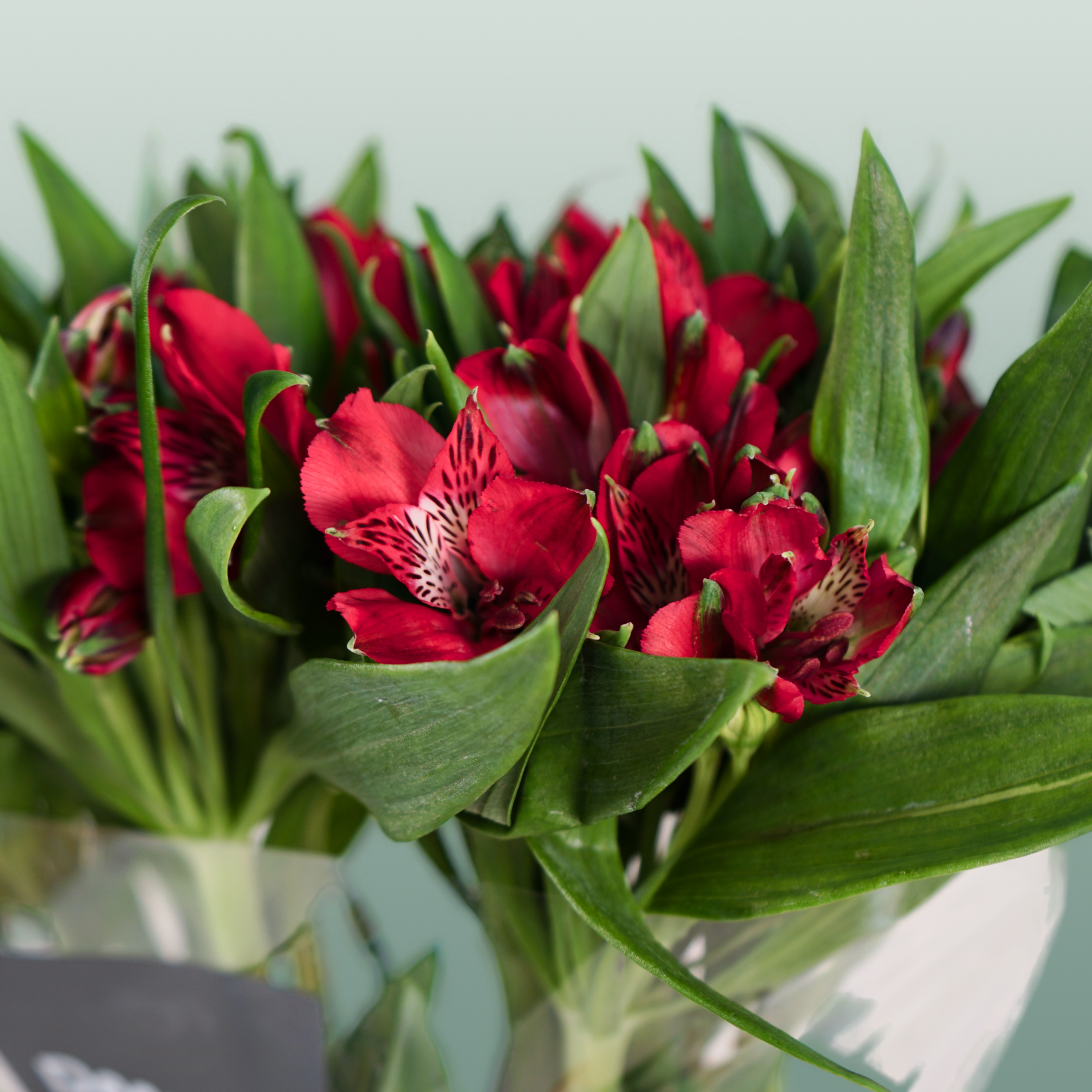 Alstroemeria Nadya (10 Stems)
