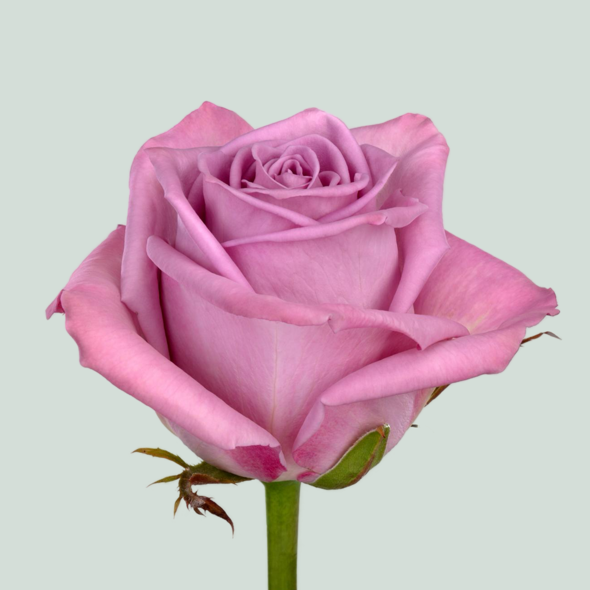Rose Nayeli!
