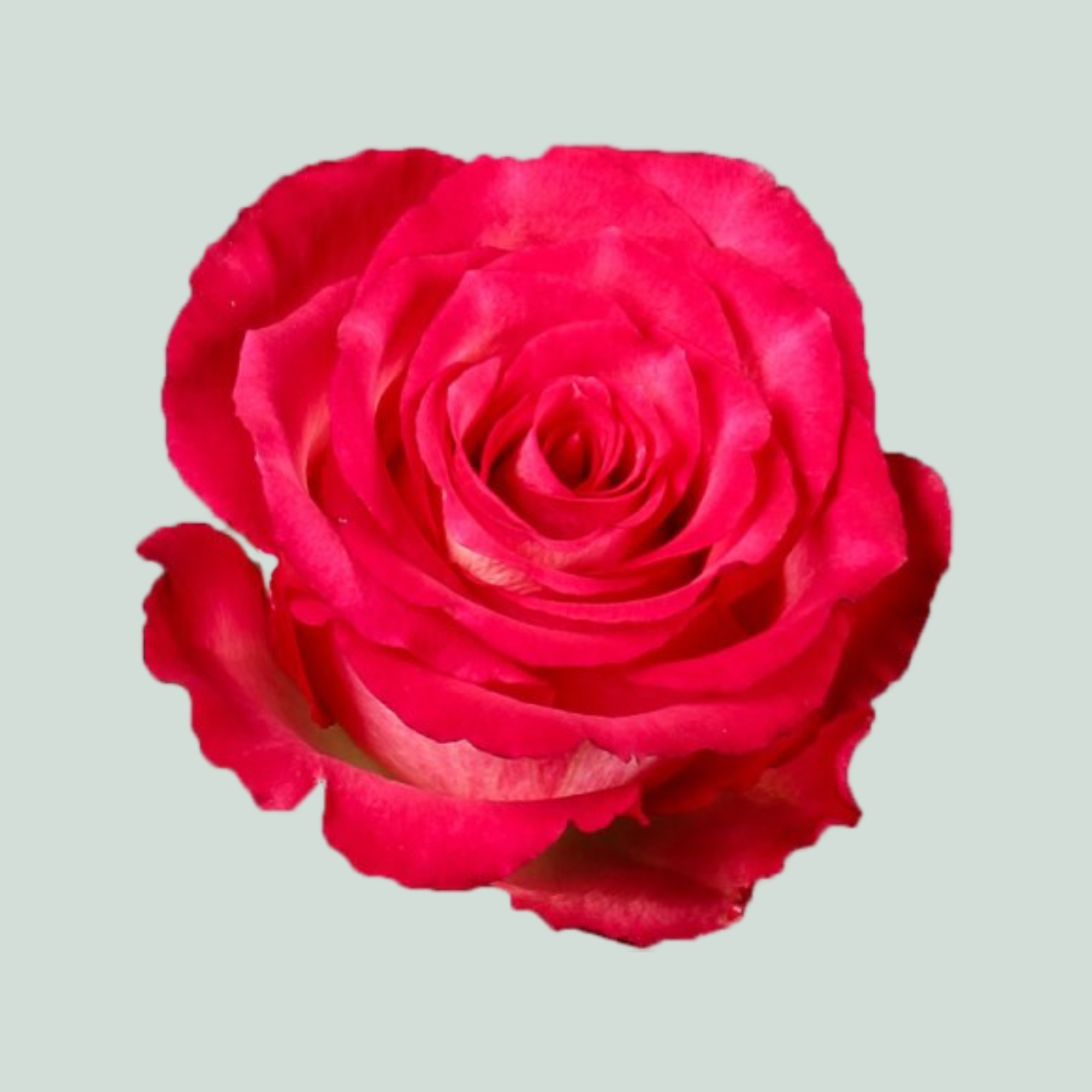 Rose Nicoletta
