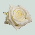 Rose Noelia