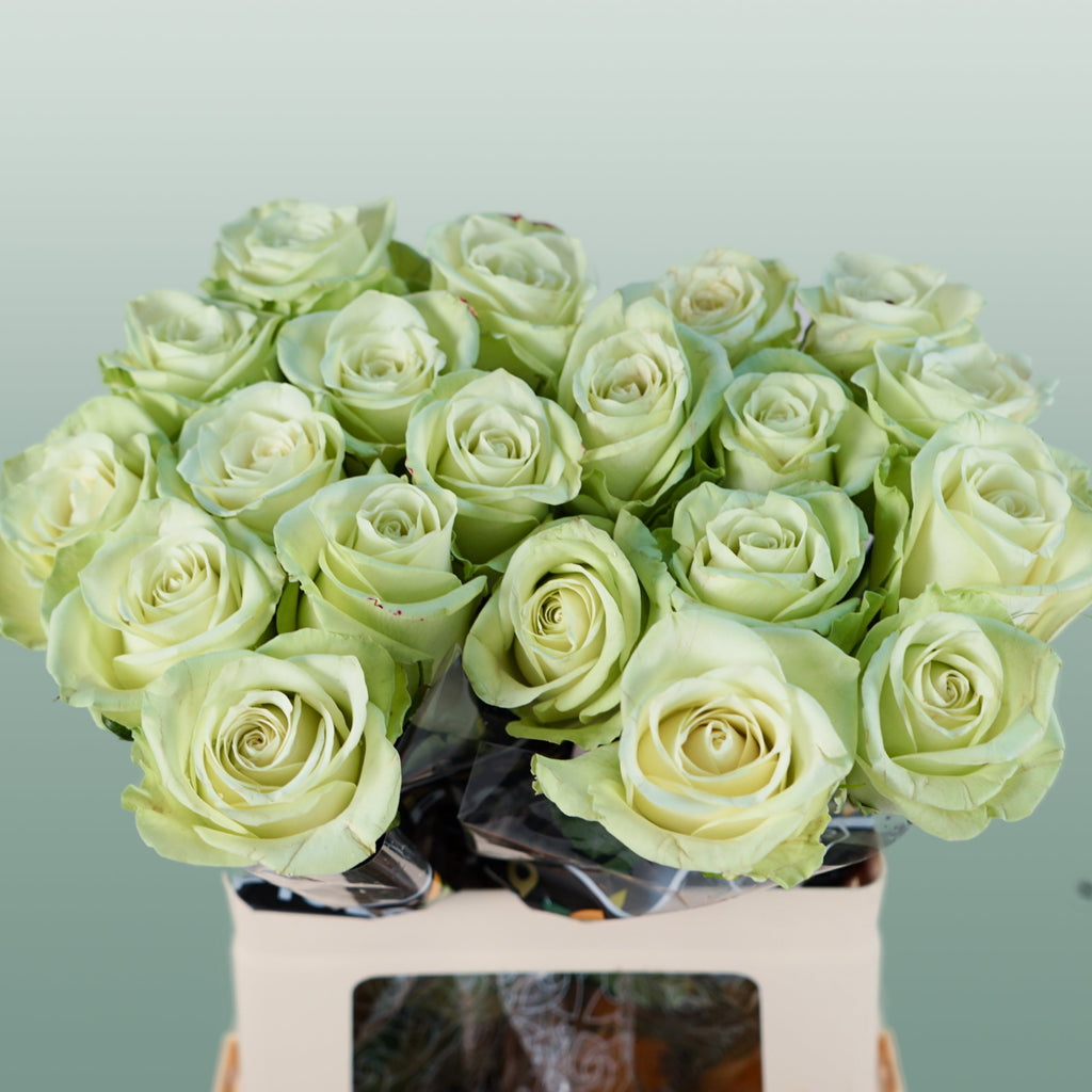 Rose Noëlle!