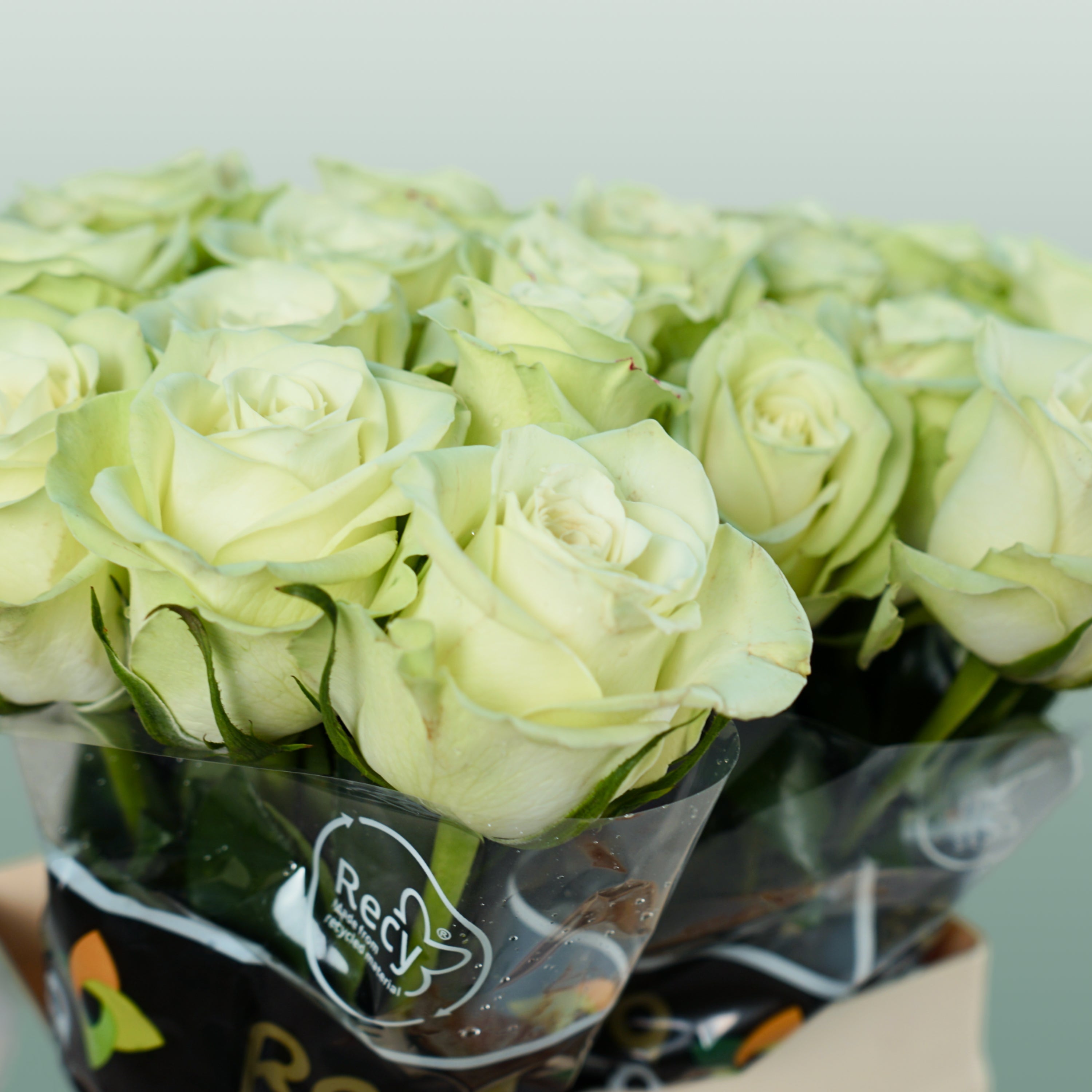 Rose Noëlle!