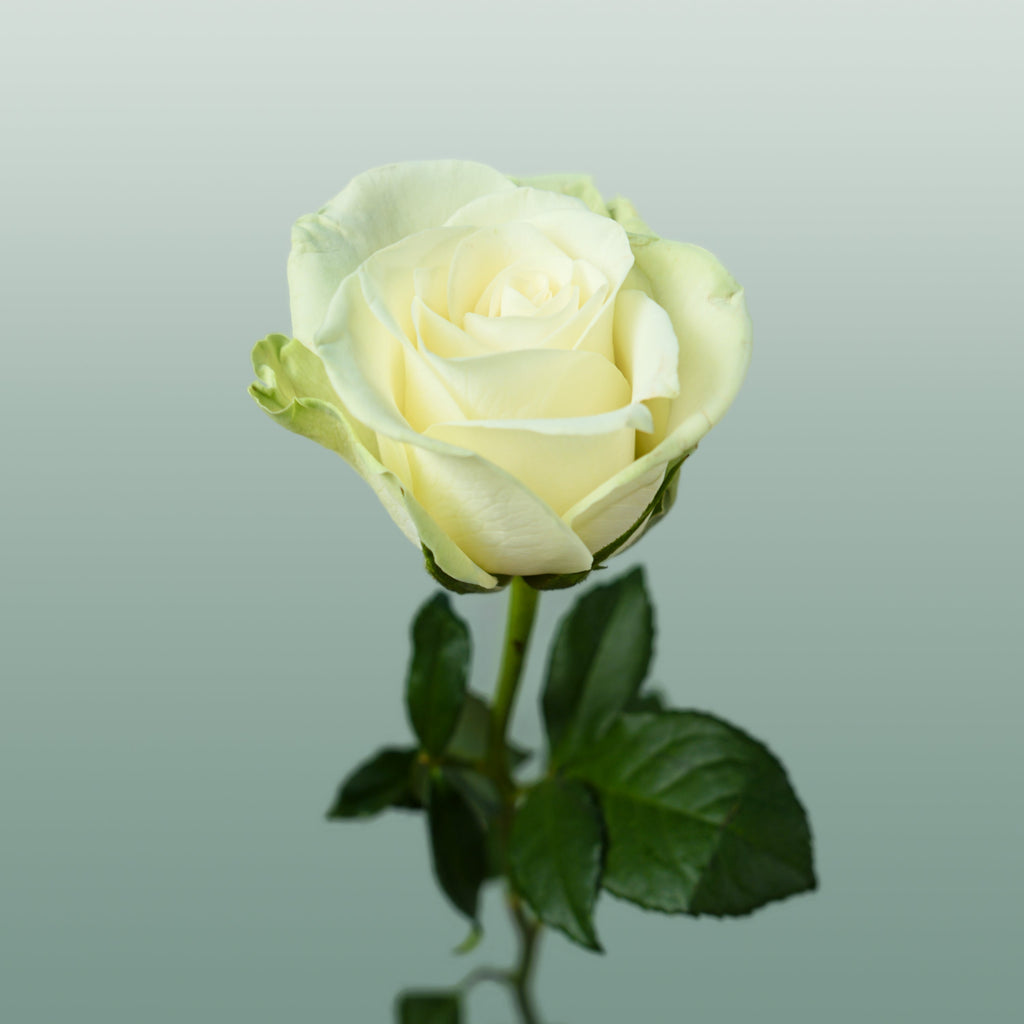 Rose Noëlle!