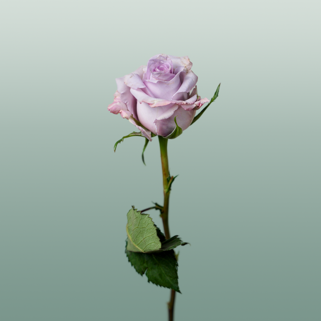 Rose Eq Ocean Song