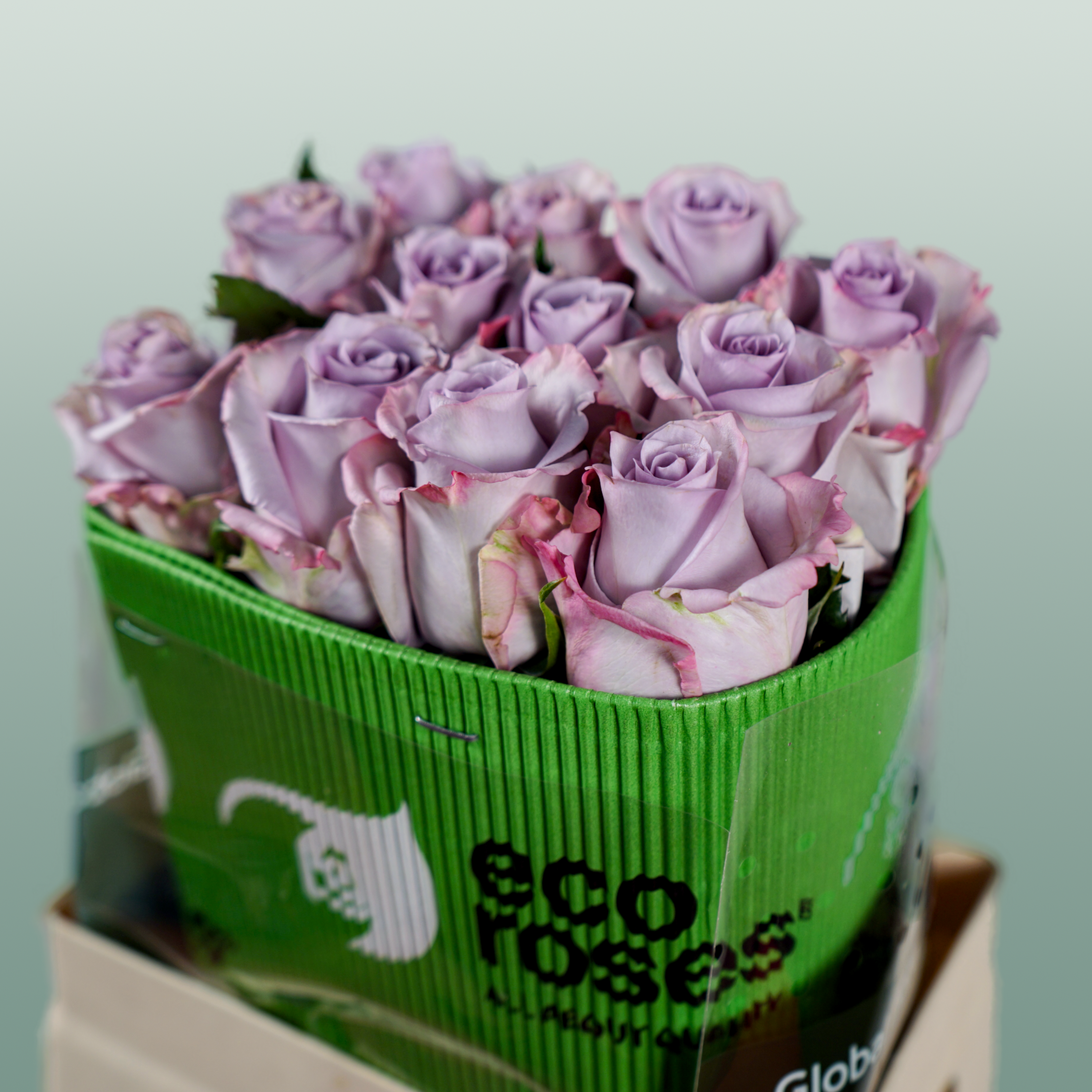 Rose Eq Ocean Song