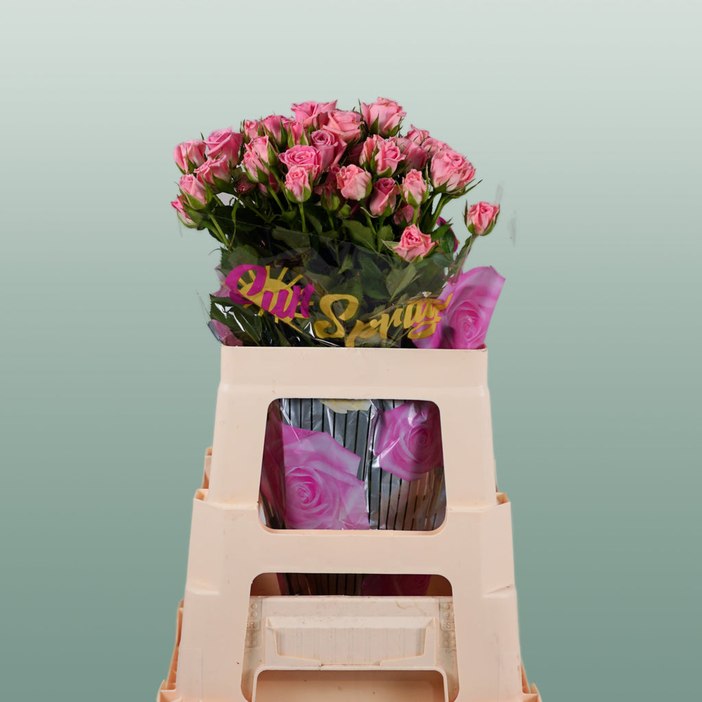 Spray Rose Odilia