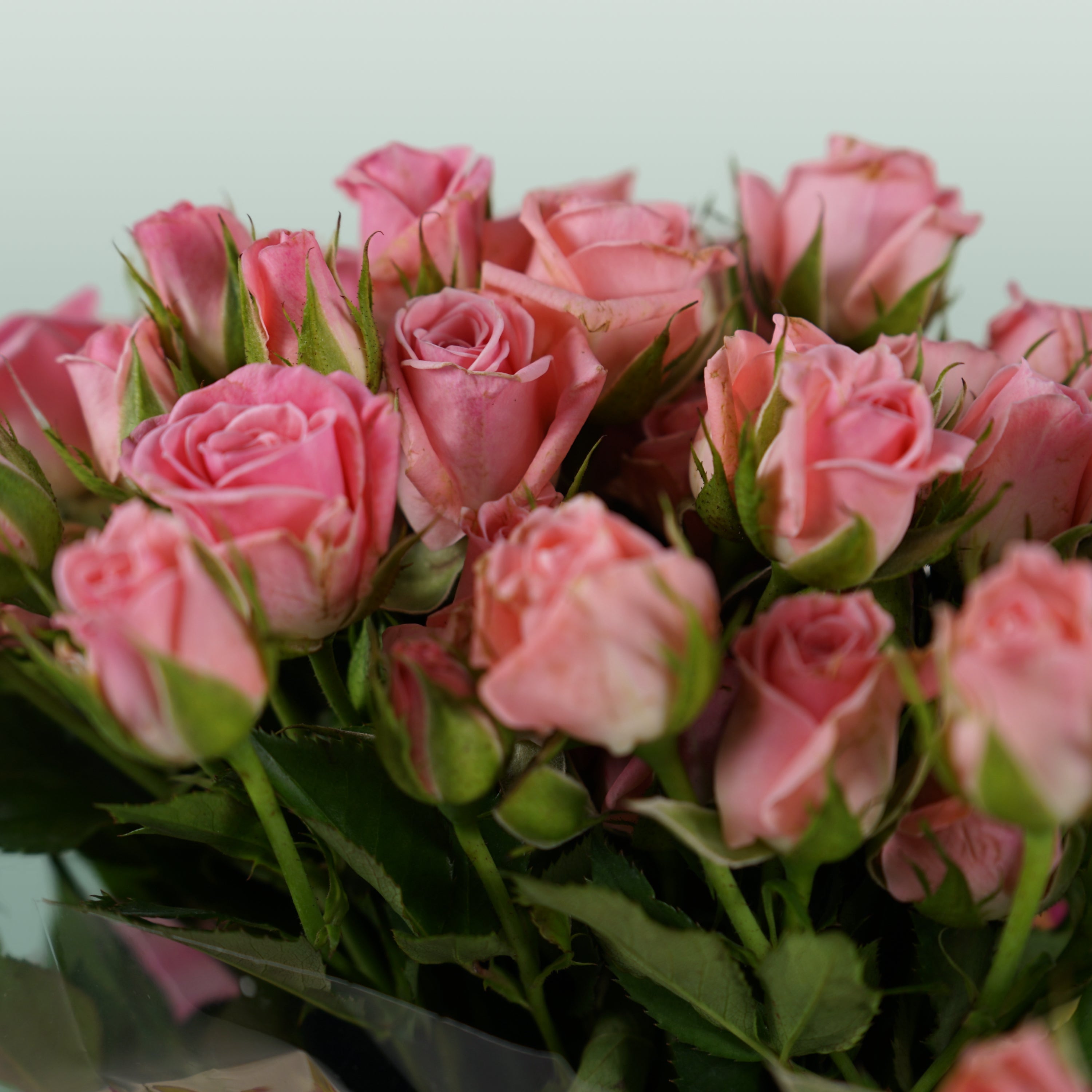 Spray Rose Odilia