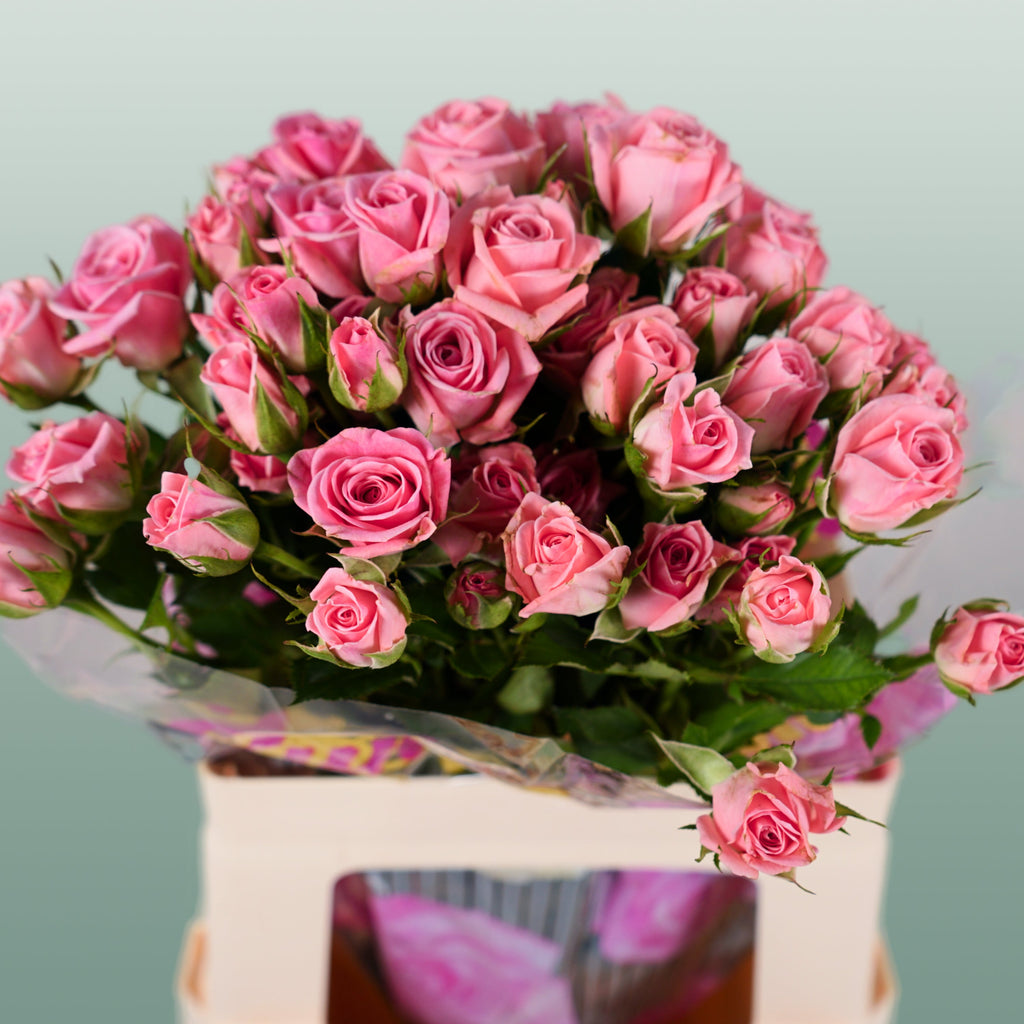 Spray Rose Odilia