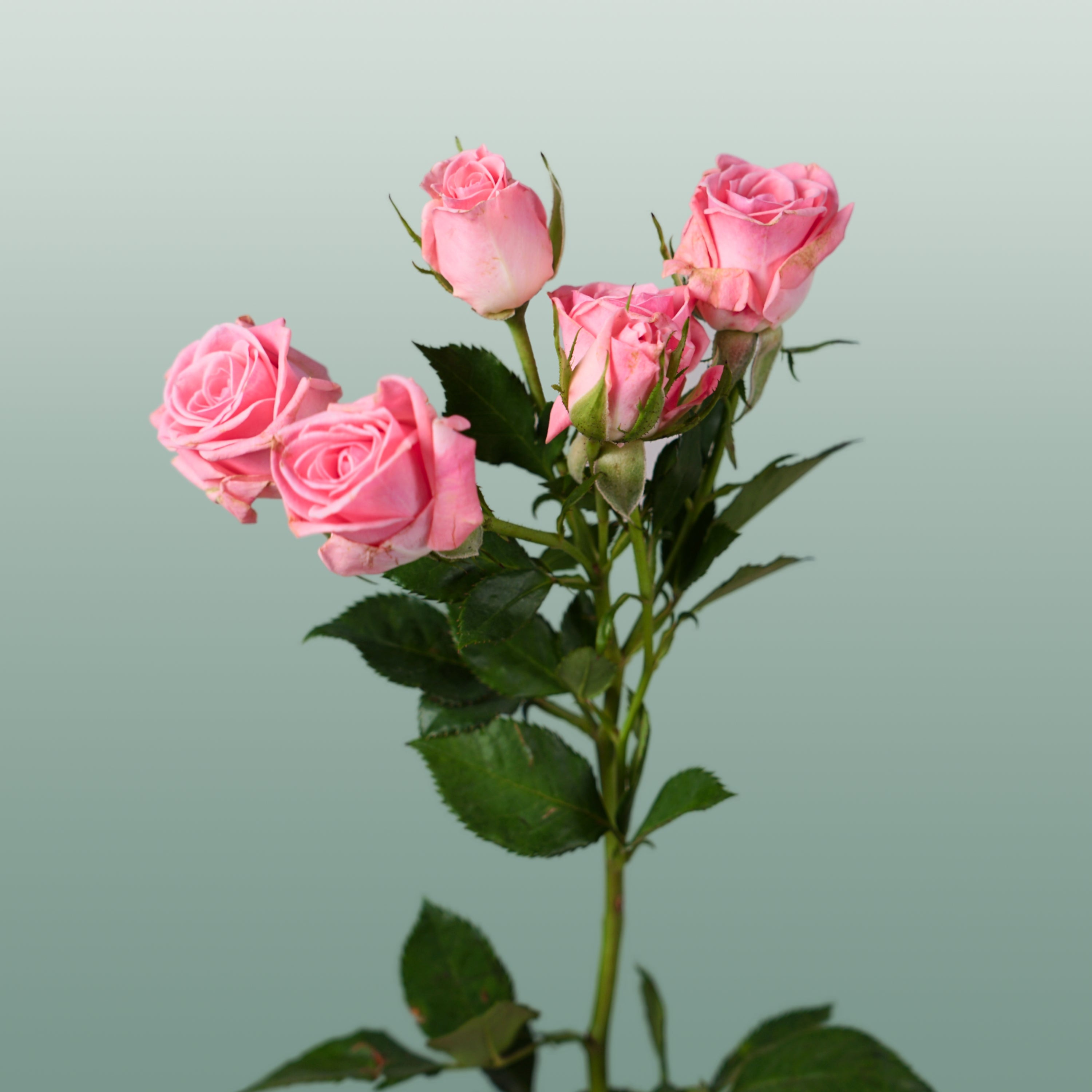 Spray Rose Odilia