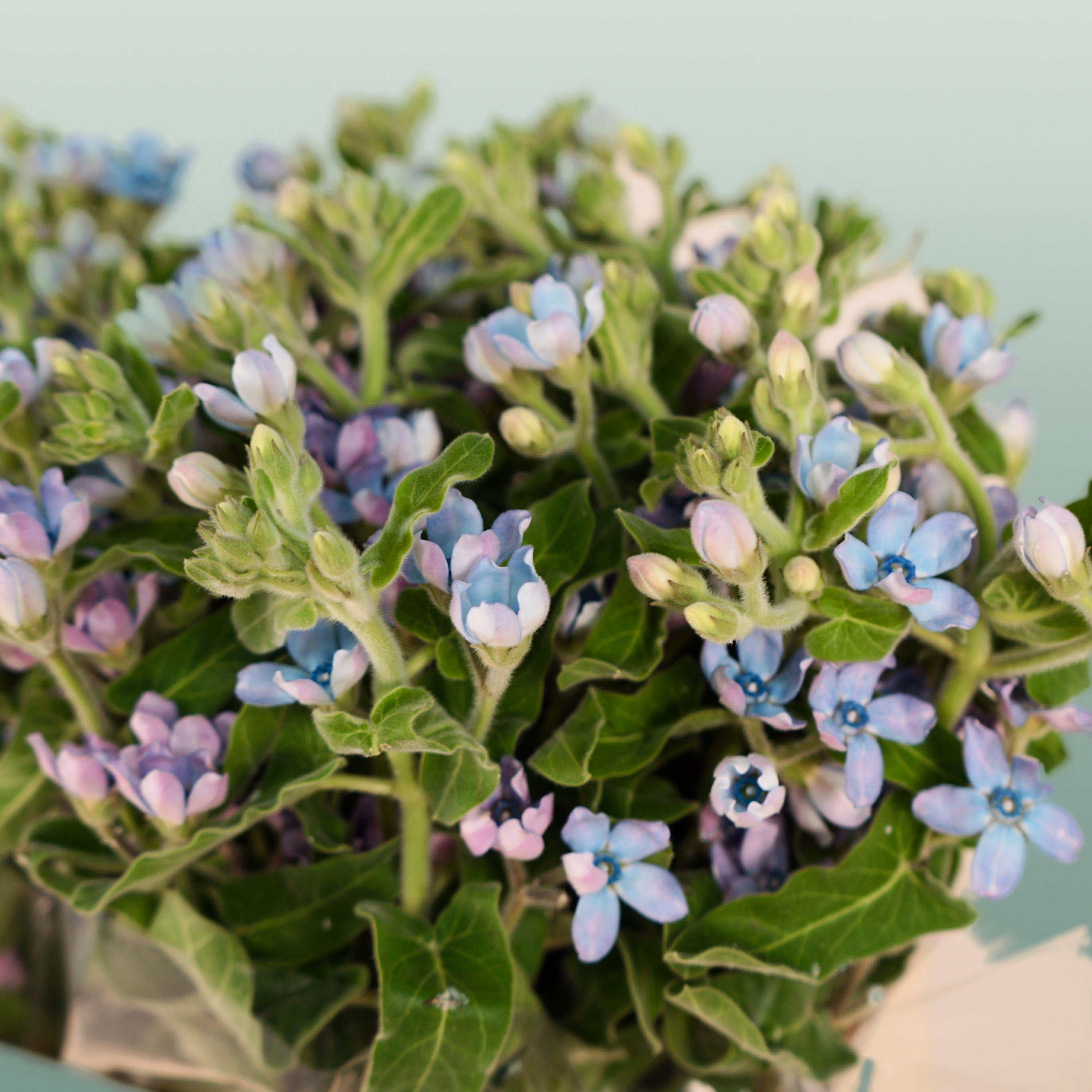 Oxypetalum Coeruleum Blue