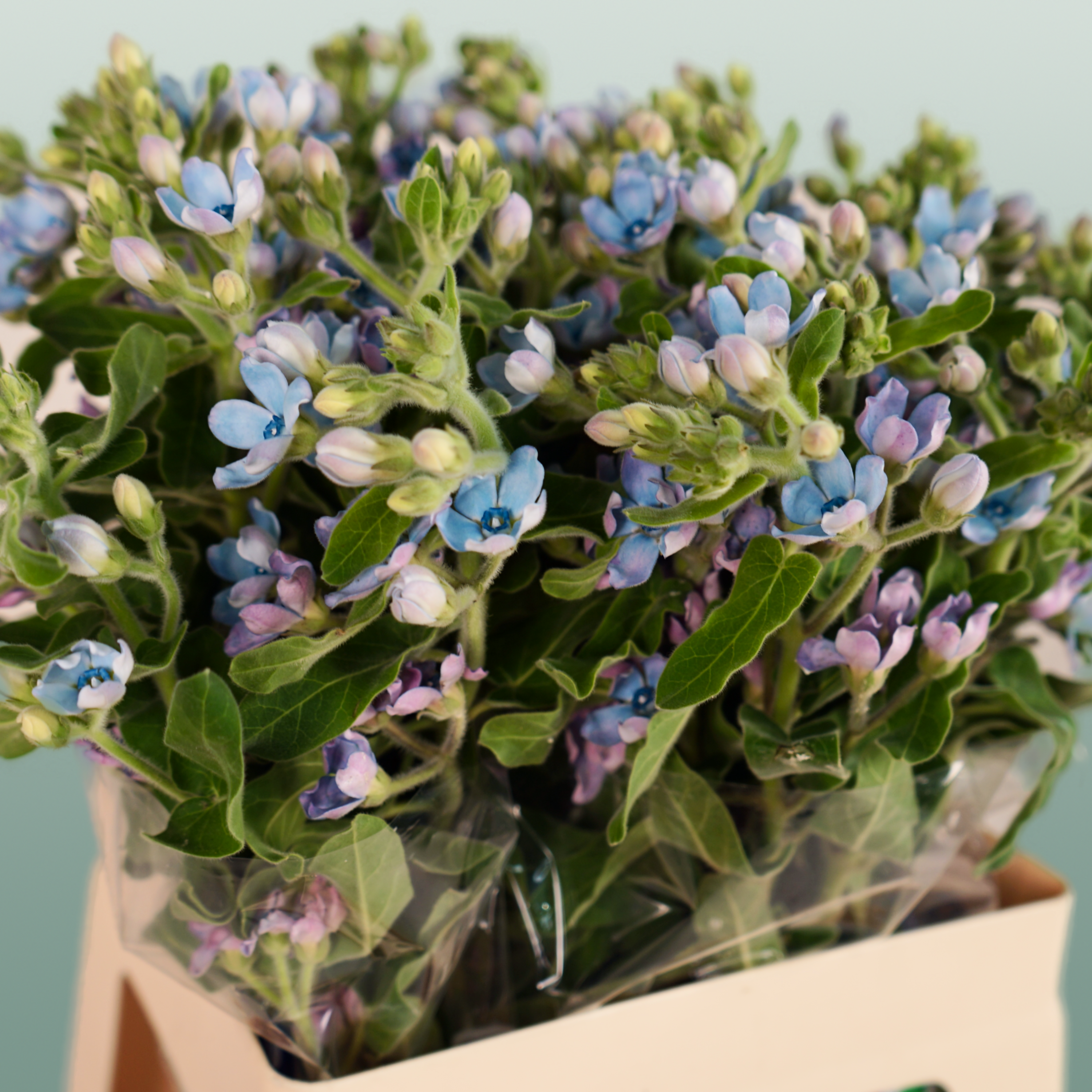 Oxypetalum Coeruleum Blue