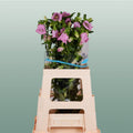 Bellflower Pearl Pink (10 Stems)