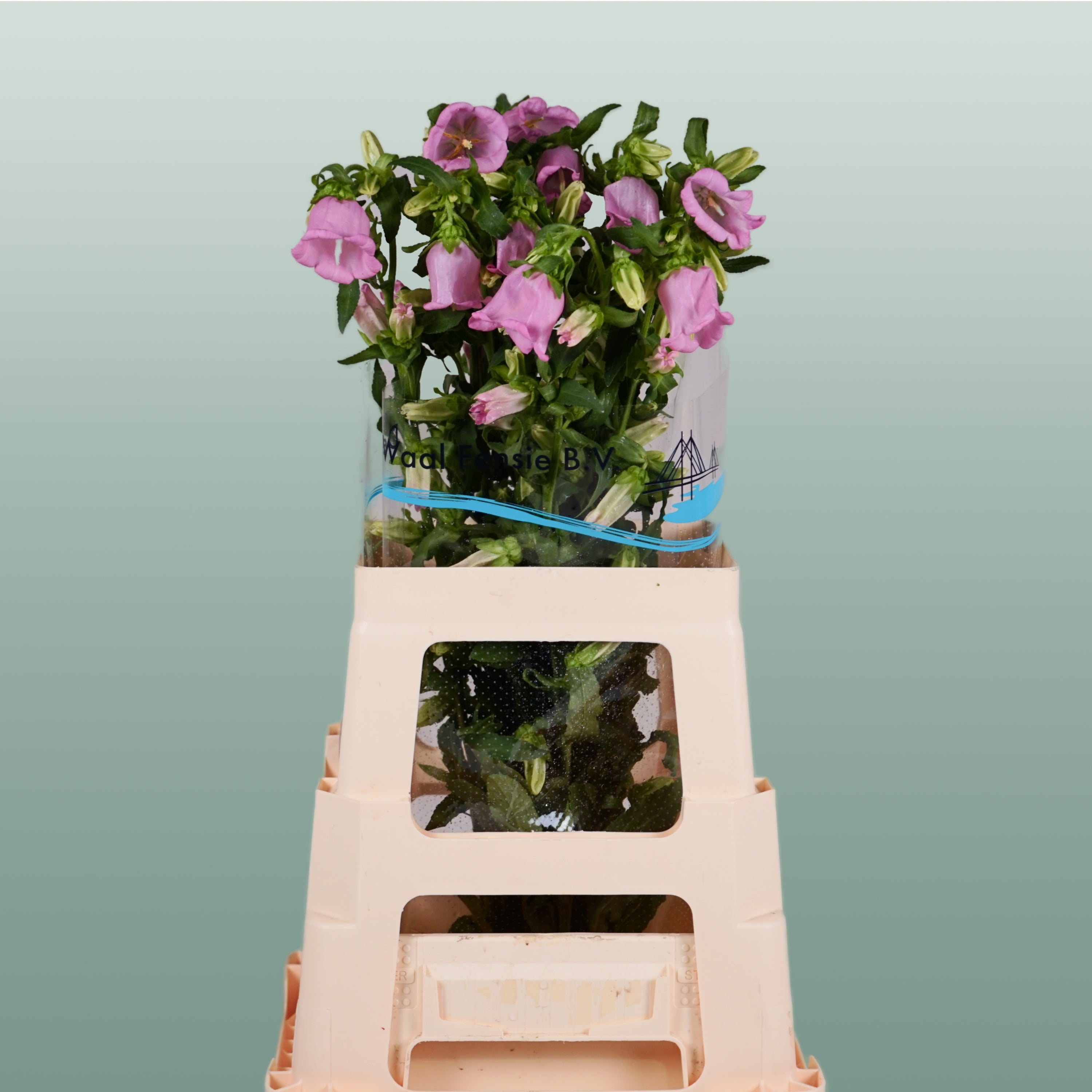 Bellflower Pearl Pink (10 Stems)