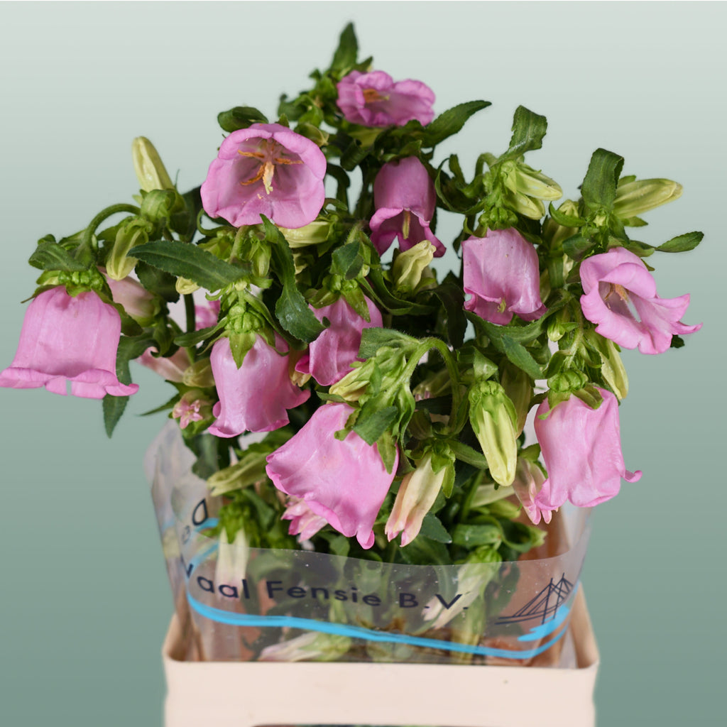Bellflower Pearl Pink (10 Stems)