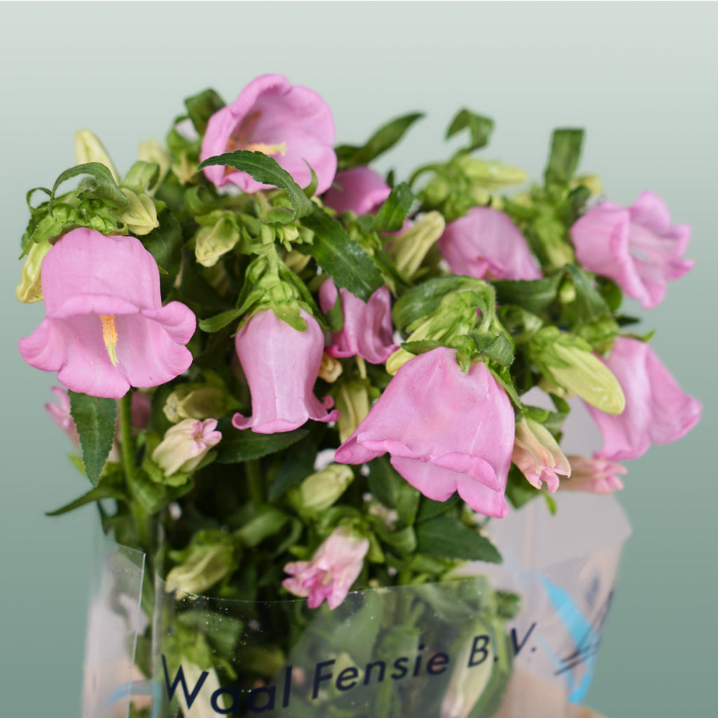 Bellflower Champion Blue (10 Stems)