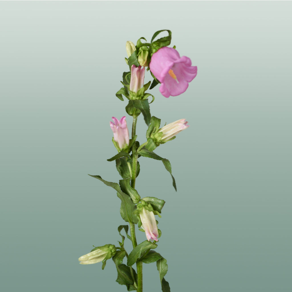 Bellflower Champion Blue (10 Stems)
