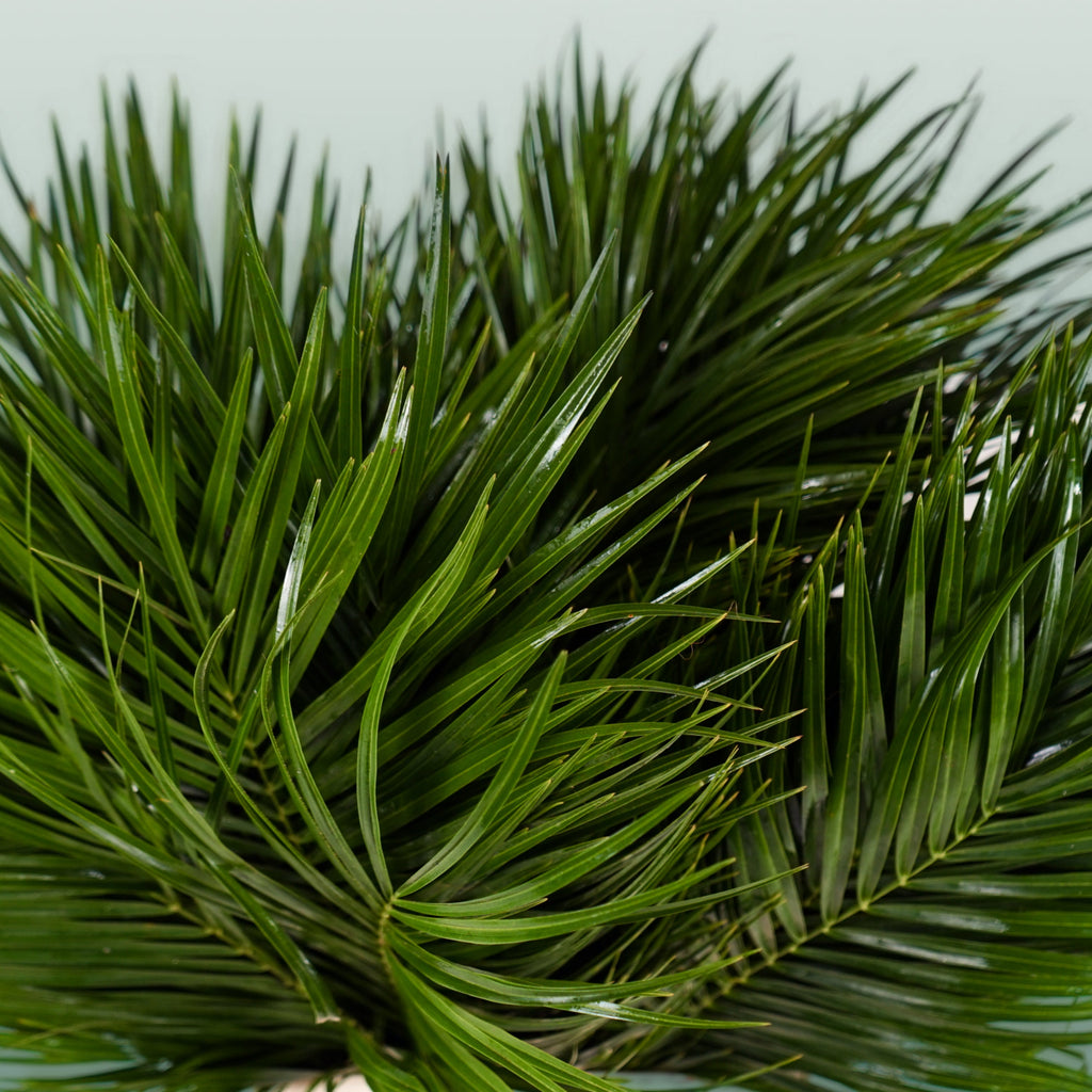 GR Phoenix (Palm) (5 Bunches)
