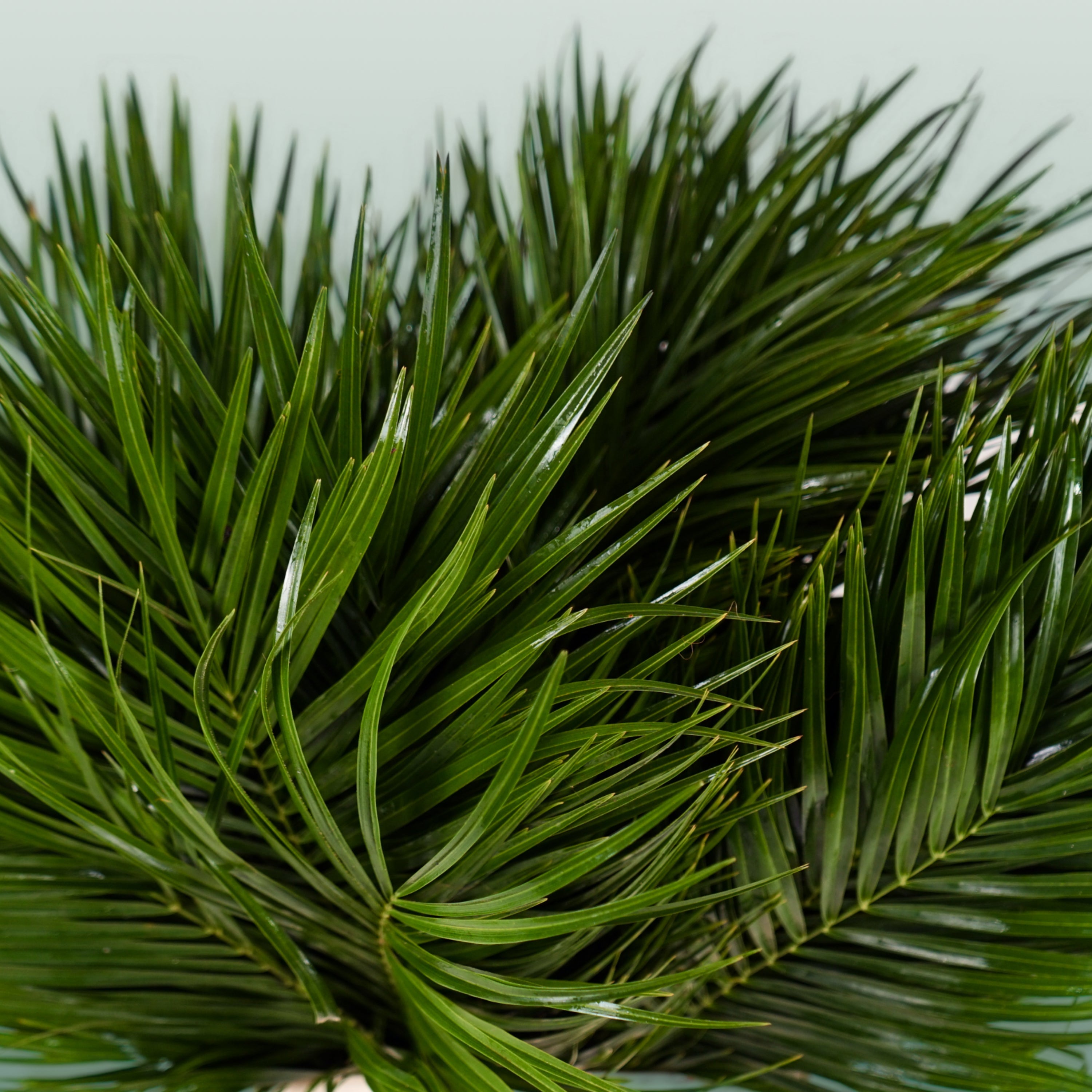 GR Phoenix (Palm) (5 Bunches)