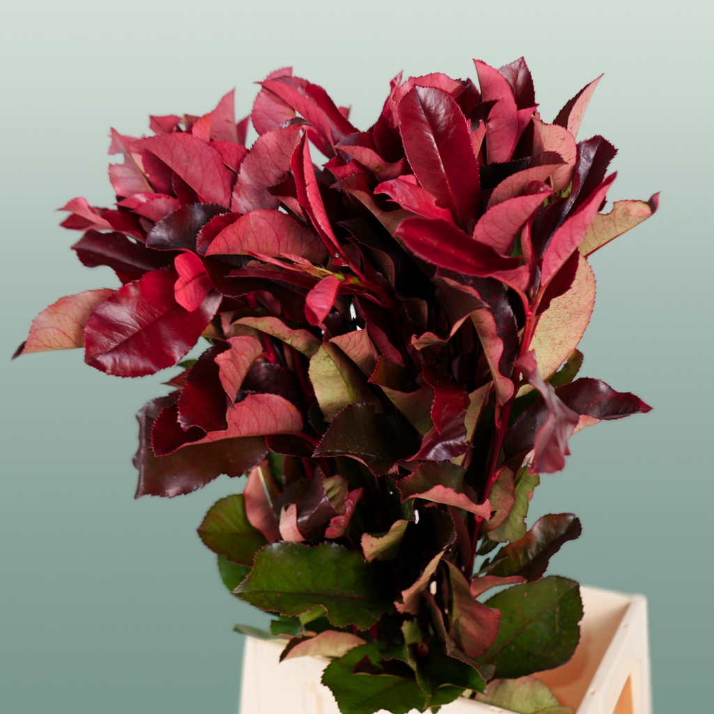Photinia Red Robin