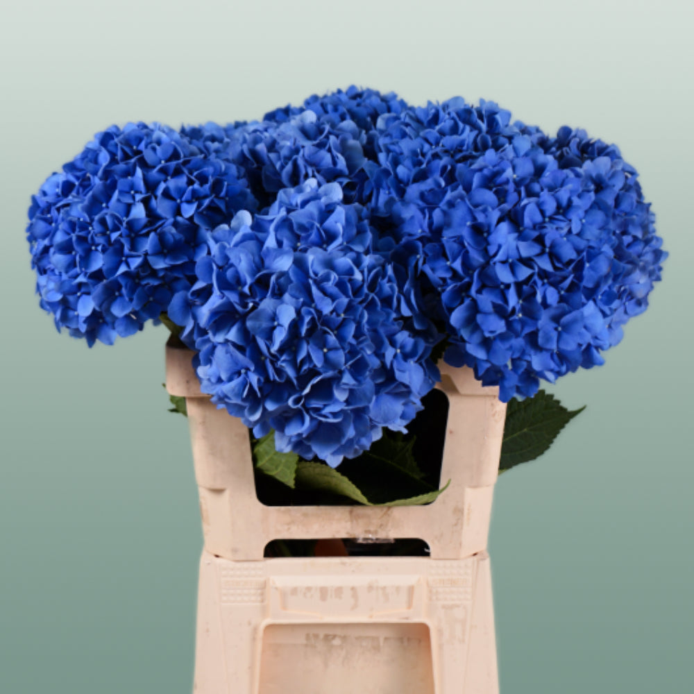 Hydrangea Pimpernel (10 Stems)