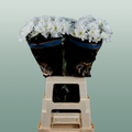 Chrysanthemum Spray Pina Colada White