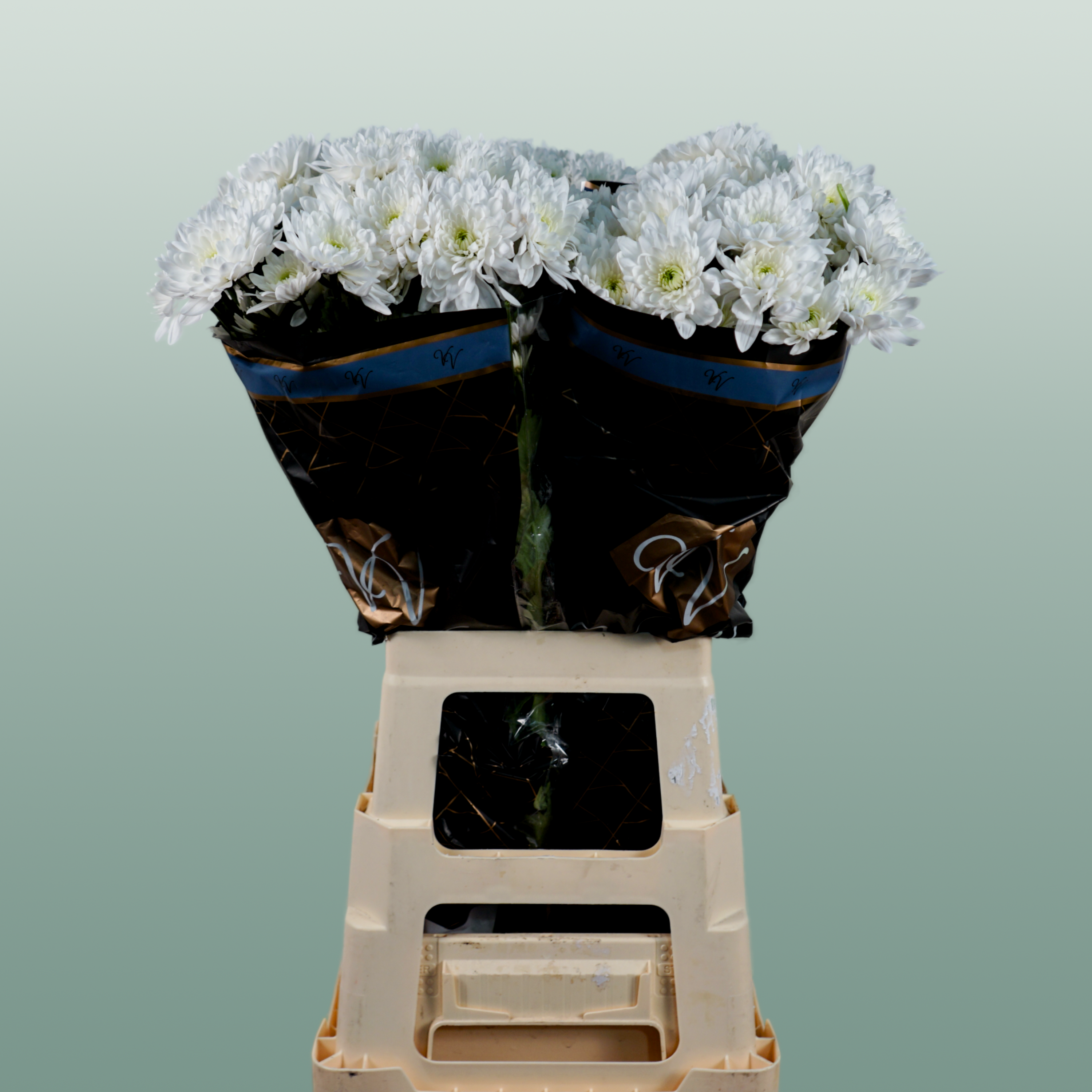 Chrysanthemum Spray Pina Colada White