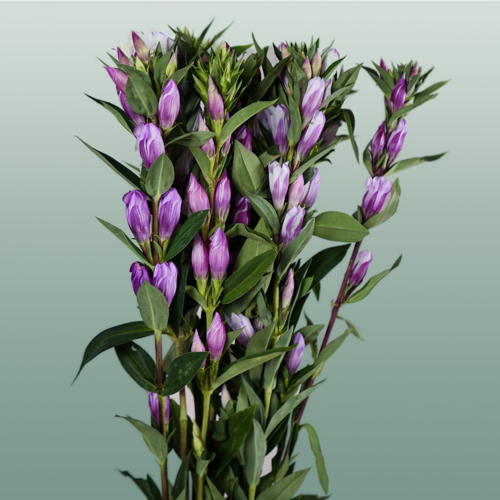 Gentiana Pink Sky (10 Stems)