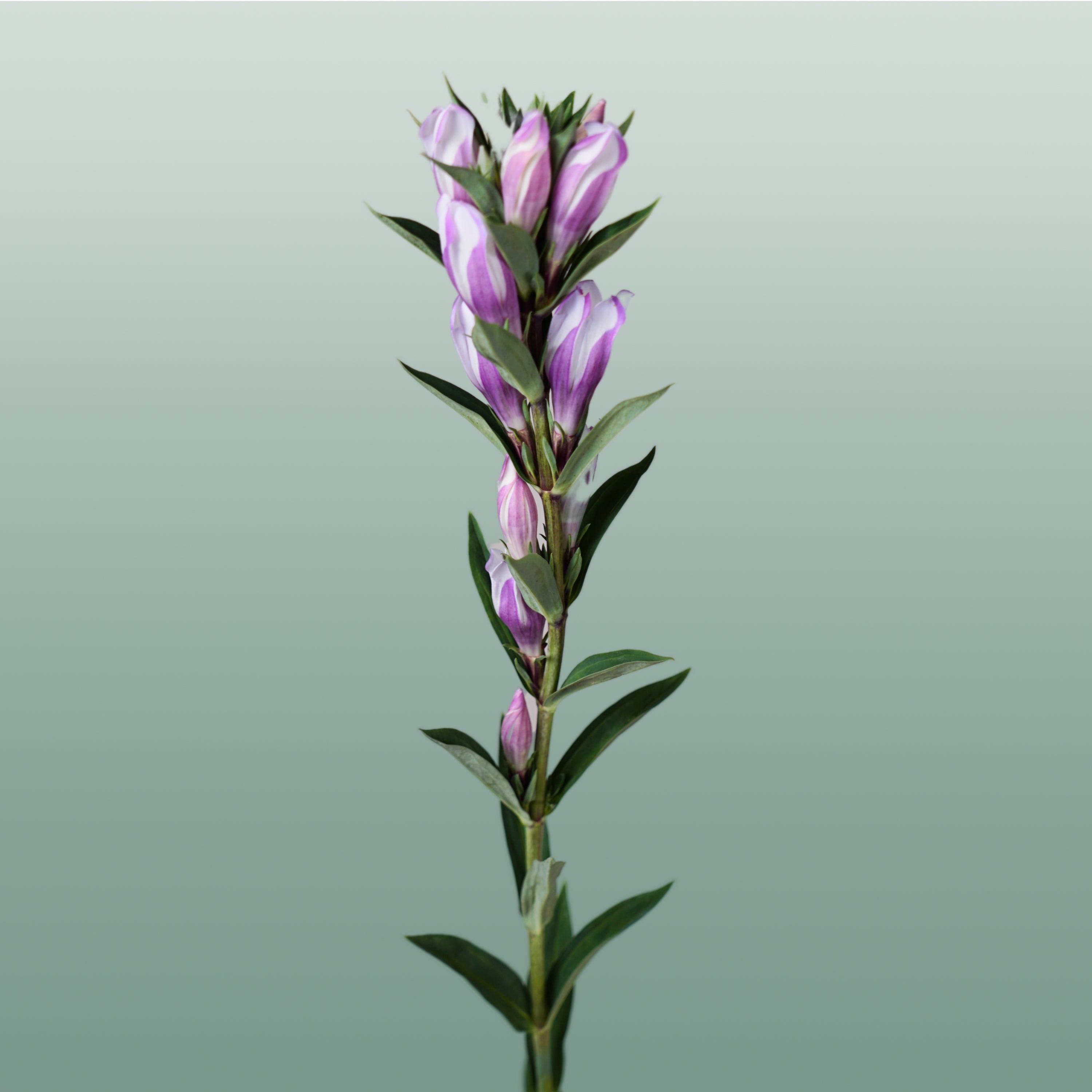 Gentiana Pink Sky (10 Stems)