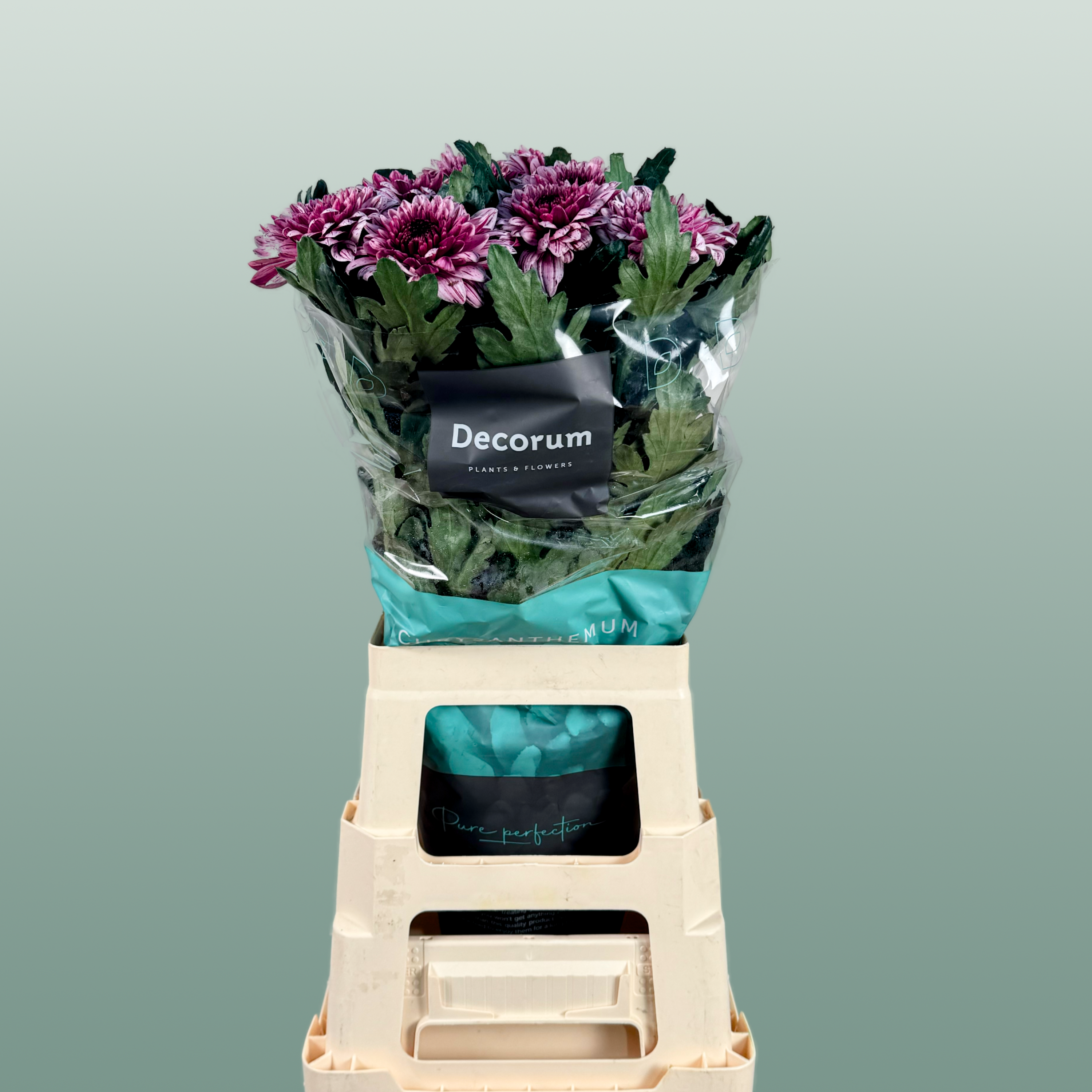 Chrysanthemum G Pip