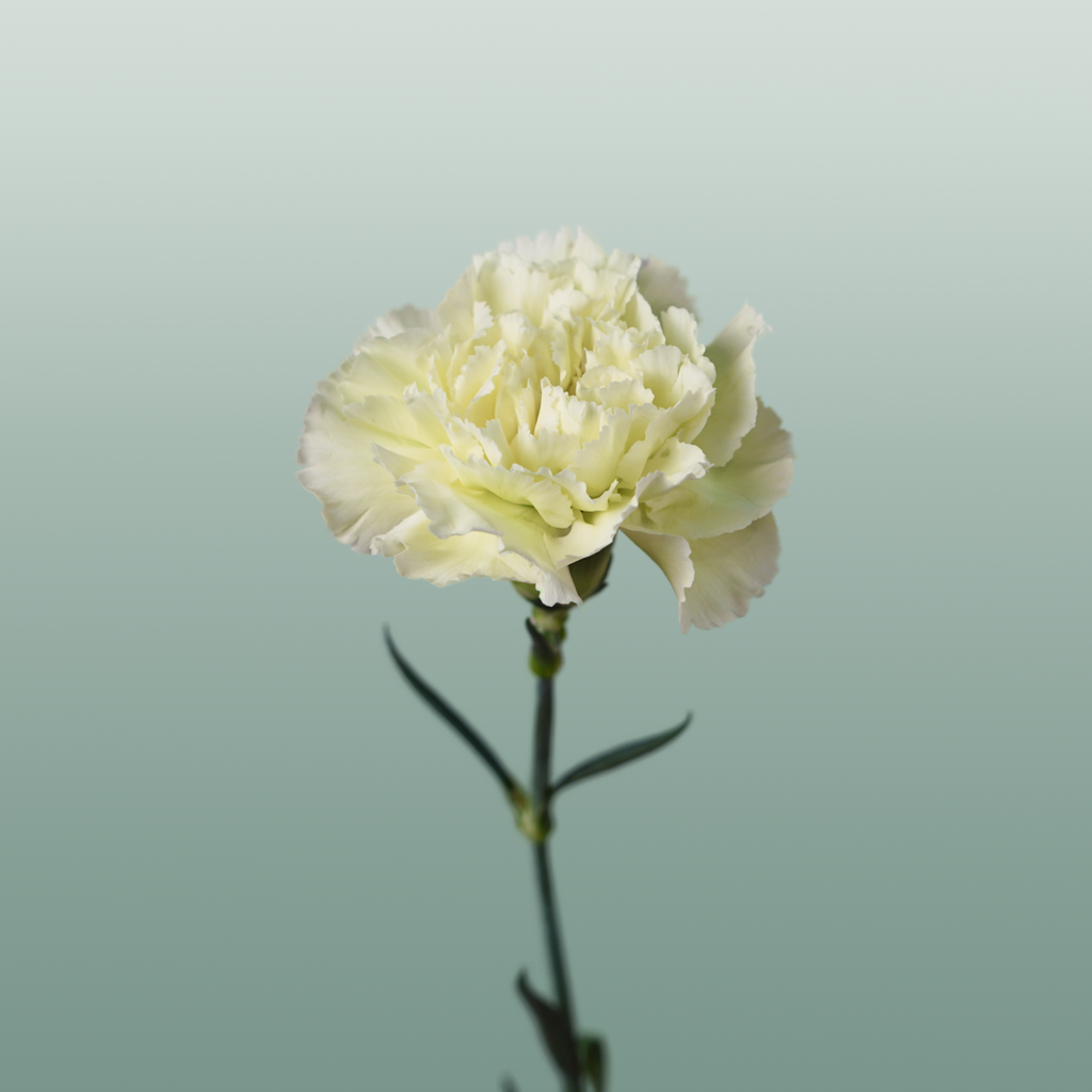 Carnation Standard Prado Mint (20 Stems)