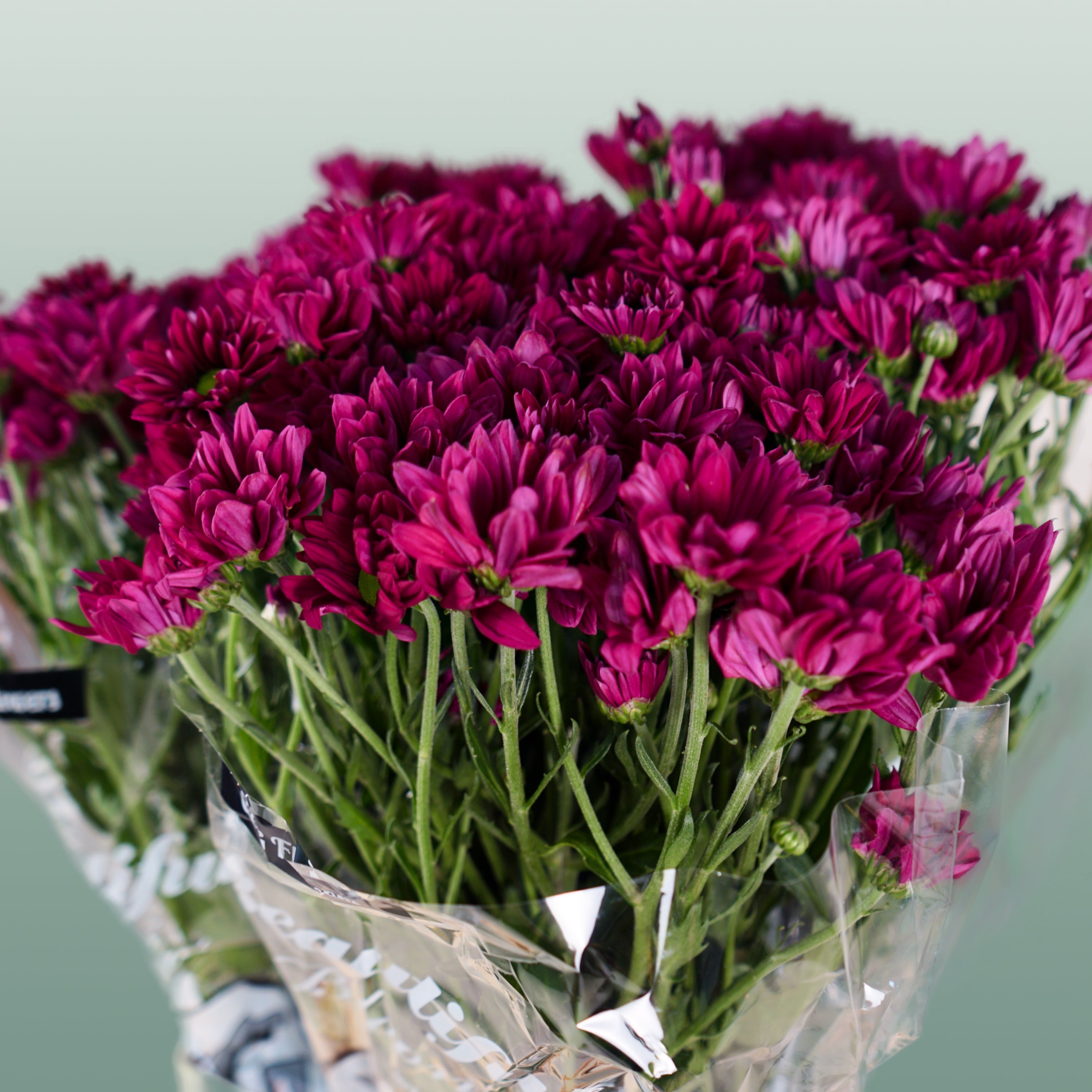 Chrysanthemum Spray Purple Star